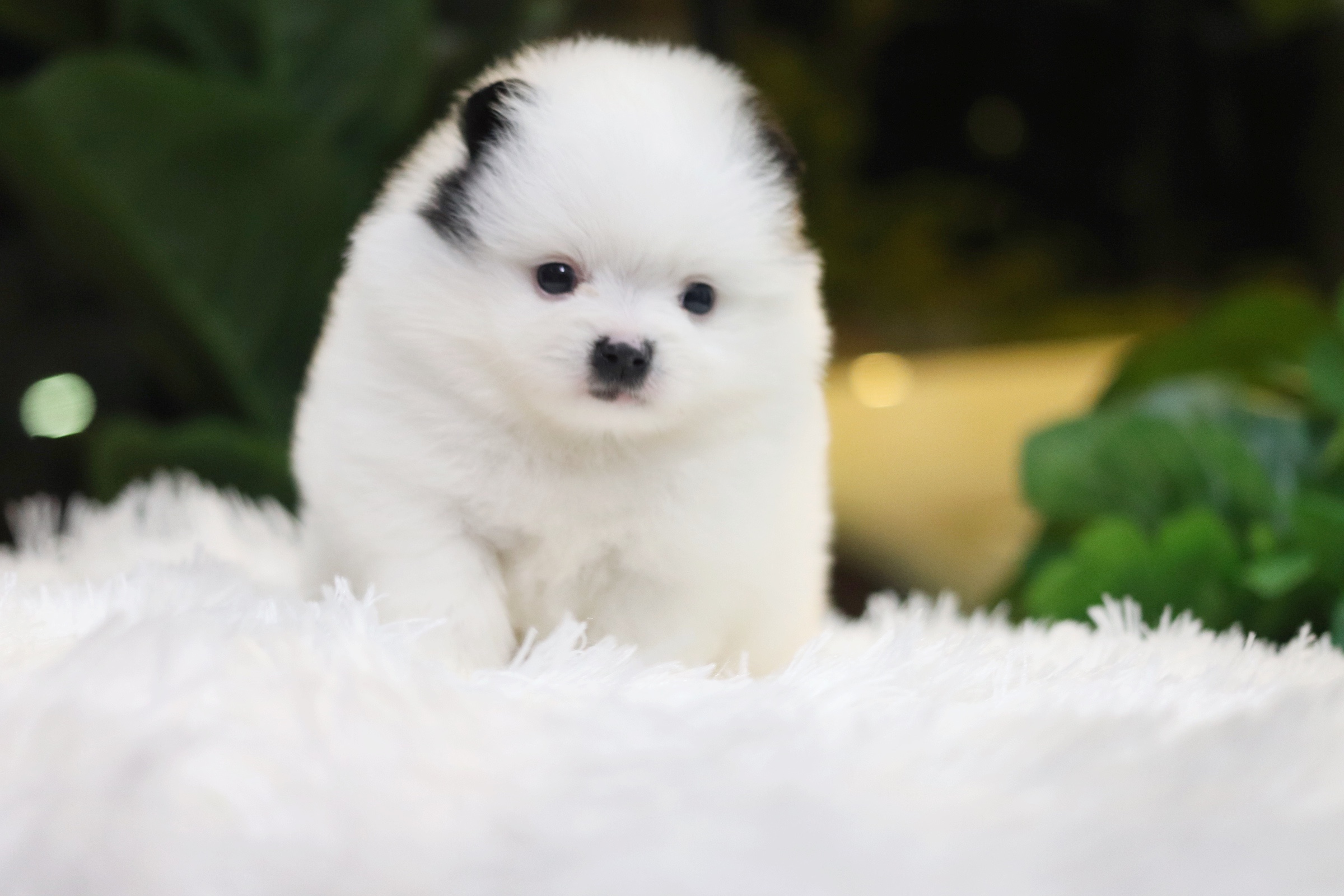 ปอมเมอเรเนียน เพศผู้ สีแฟนซี