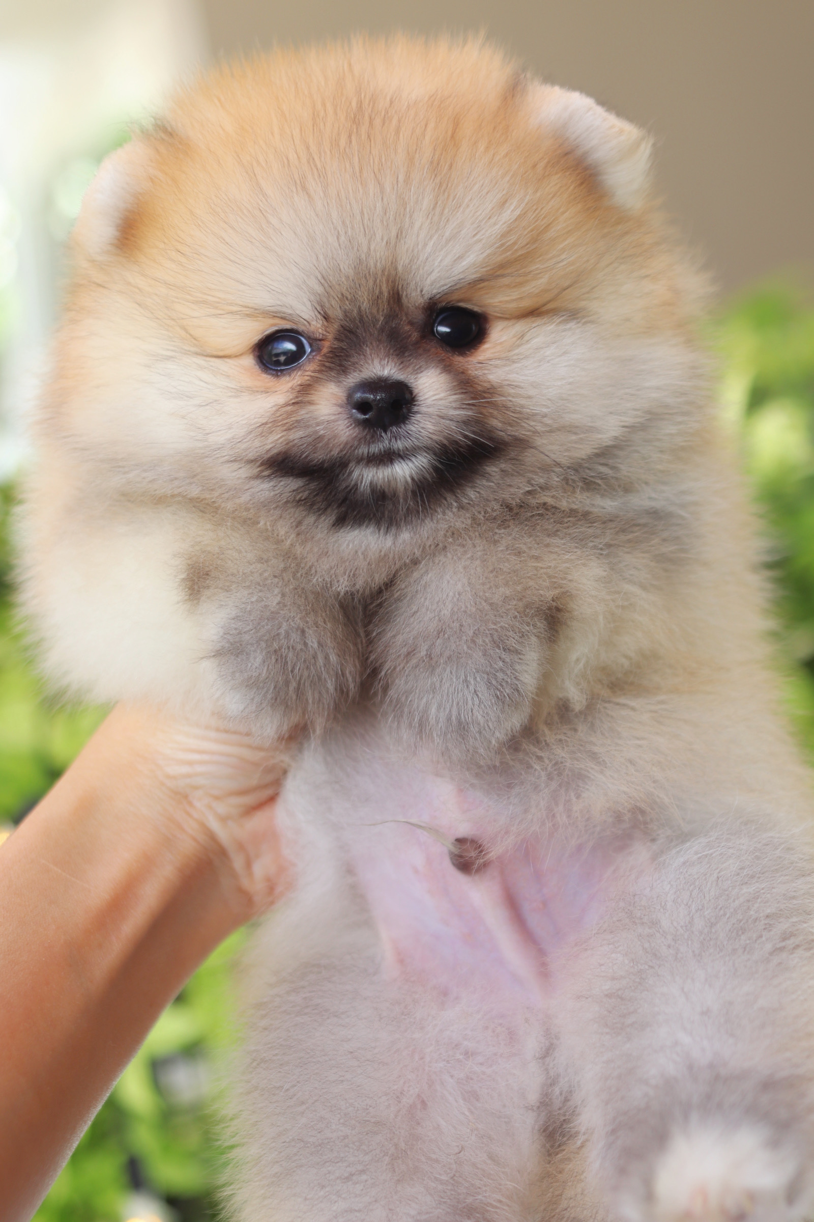 ปอมเมอเรเนียน เพศผู้สีส้ม เกรดโชว์