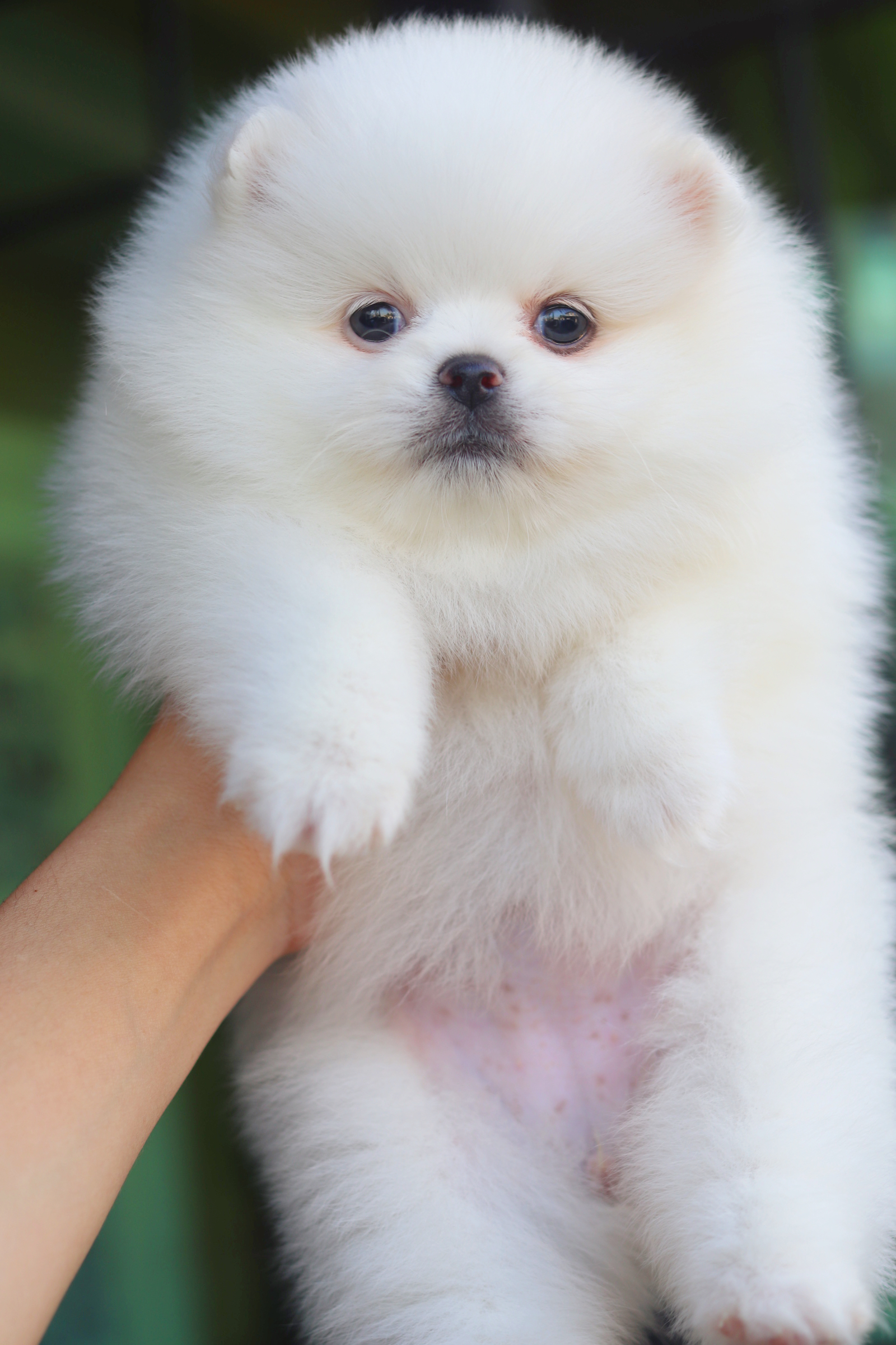 ปอมเมอเรเนียน เพศเมียสีขาว