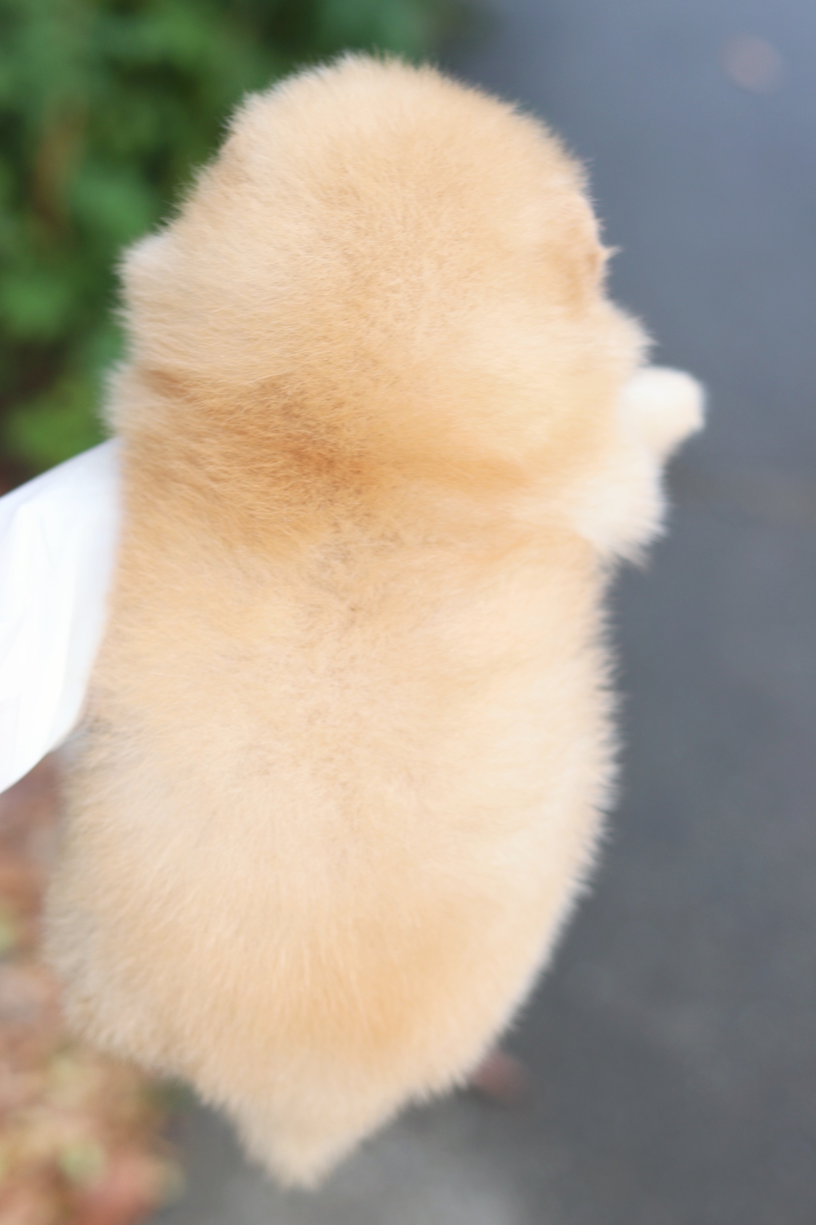 ปอมเมอเรเนียน เพศผู้ สีครีม