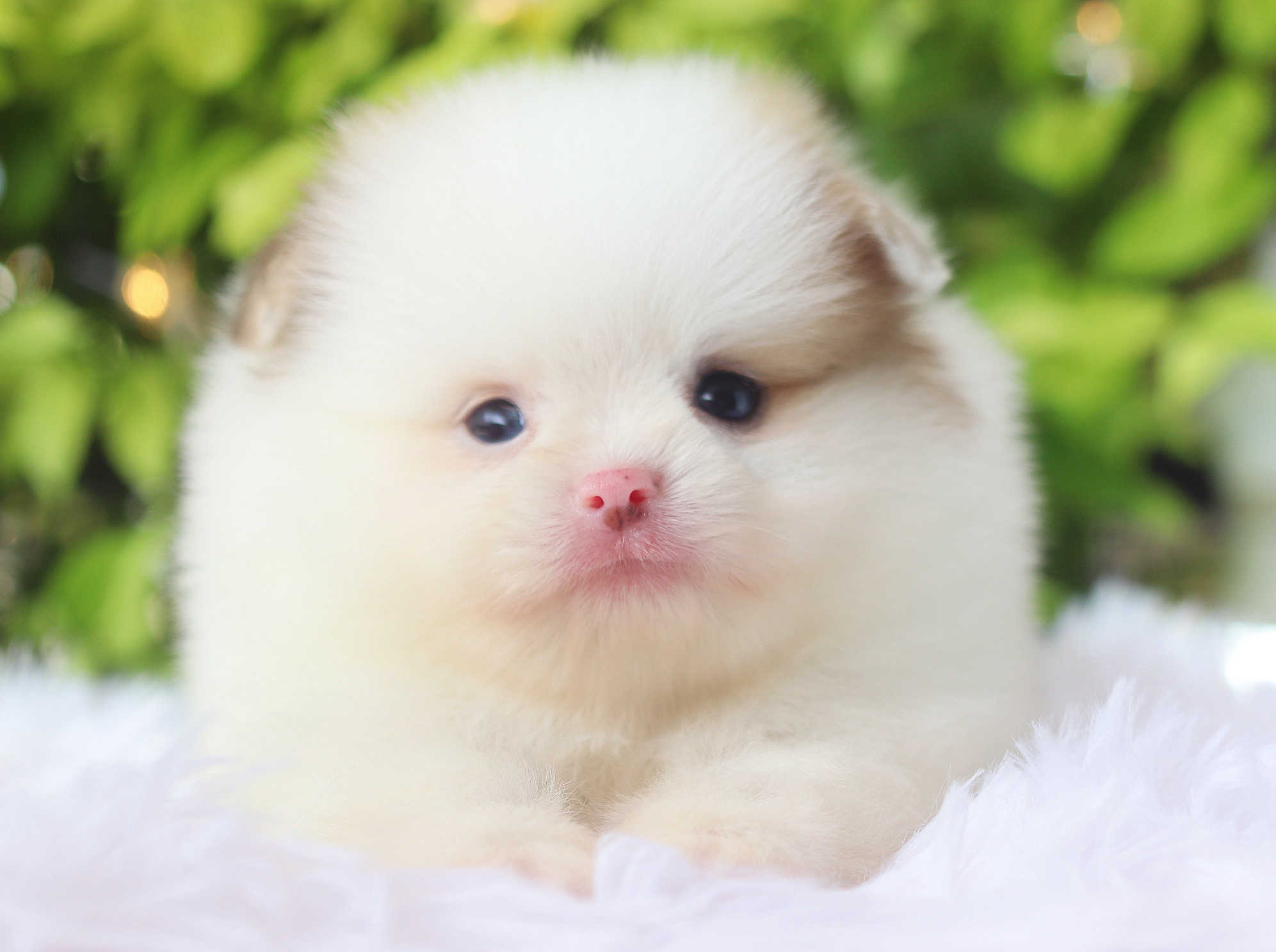 ปอมเมอเรเนียน เพศผู้สีแฟนซี