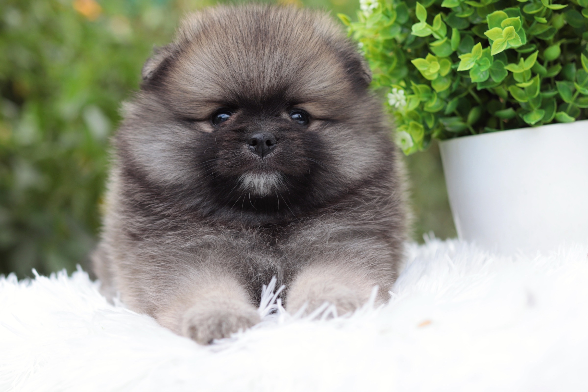 ปอมเมอเรเนียน เพศเมียสีส้ม