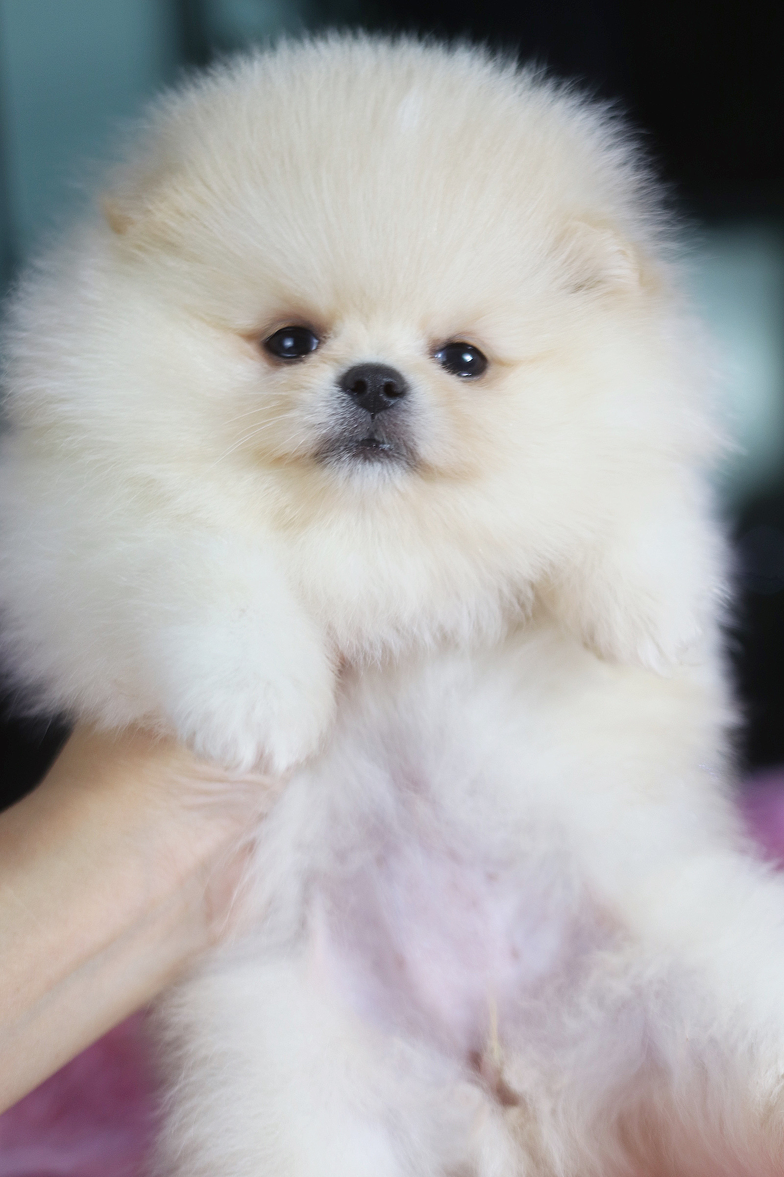 ปอมเมอเรเนียน เพศเมีย สีขาวครีมเกรดโชว์