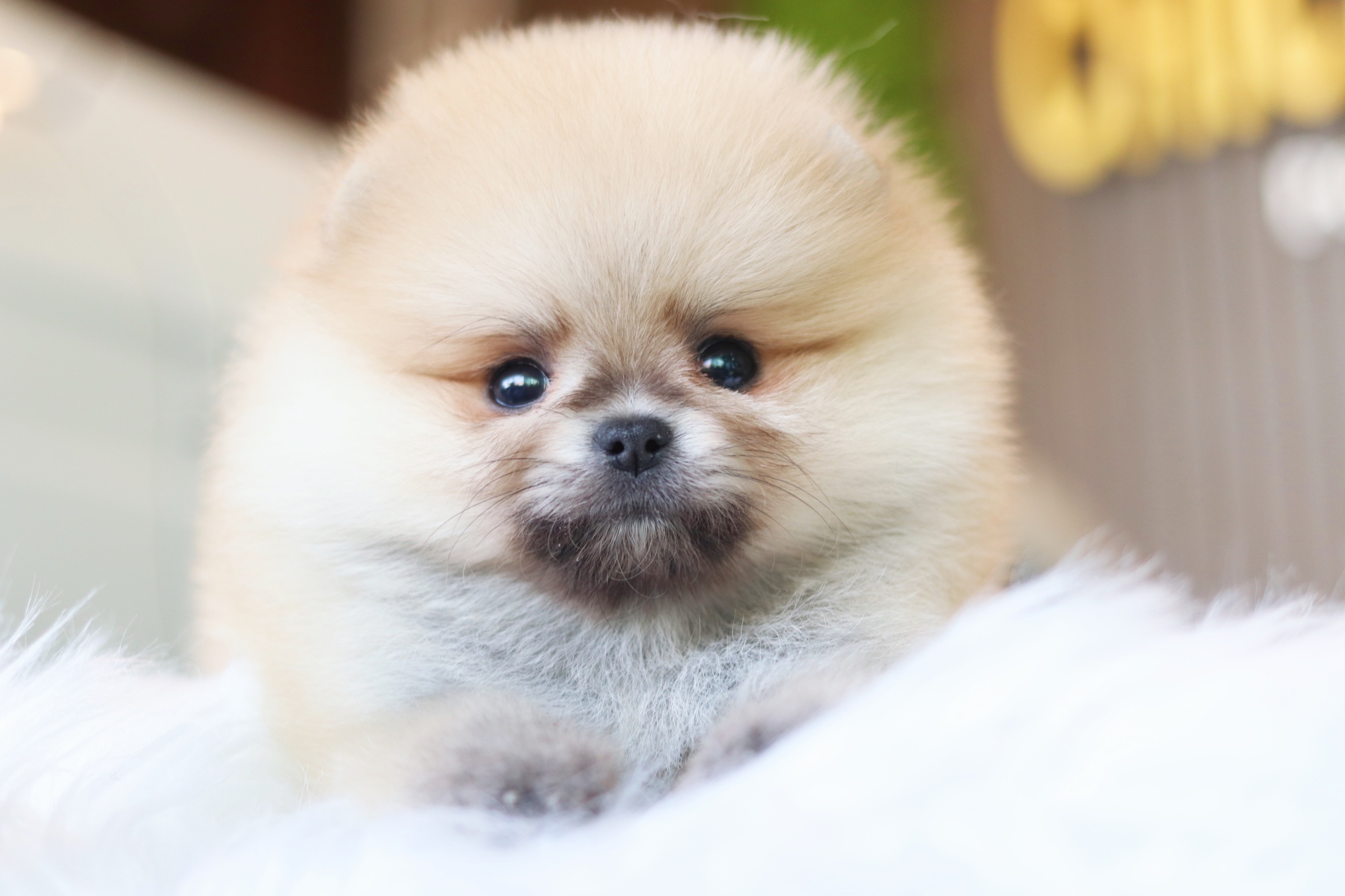 ปอมเมอเรเนียน เพศเมียสีส้มเกรดโชว์