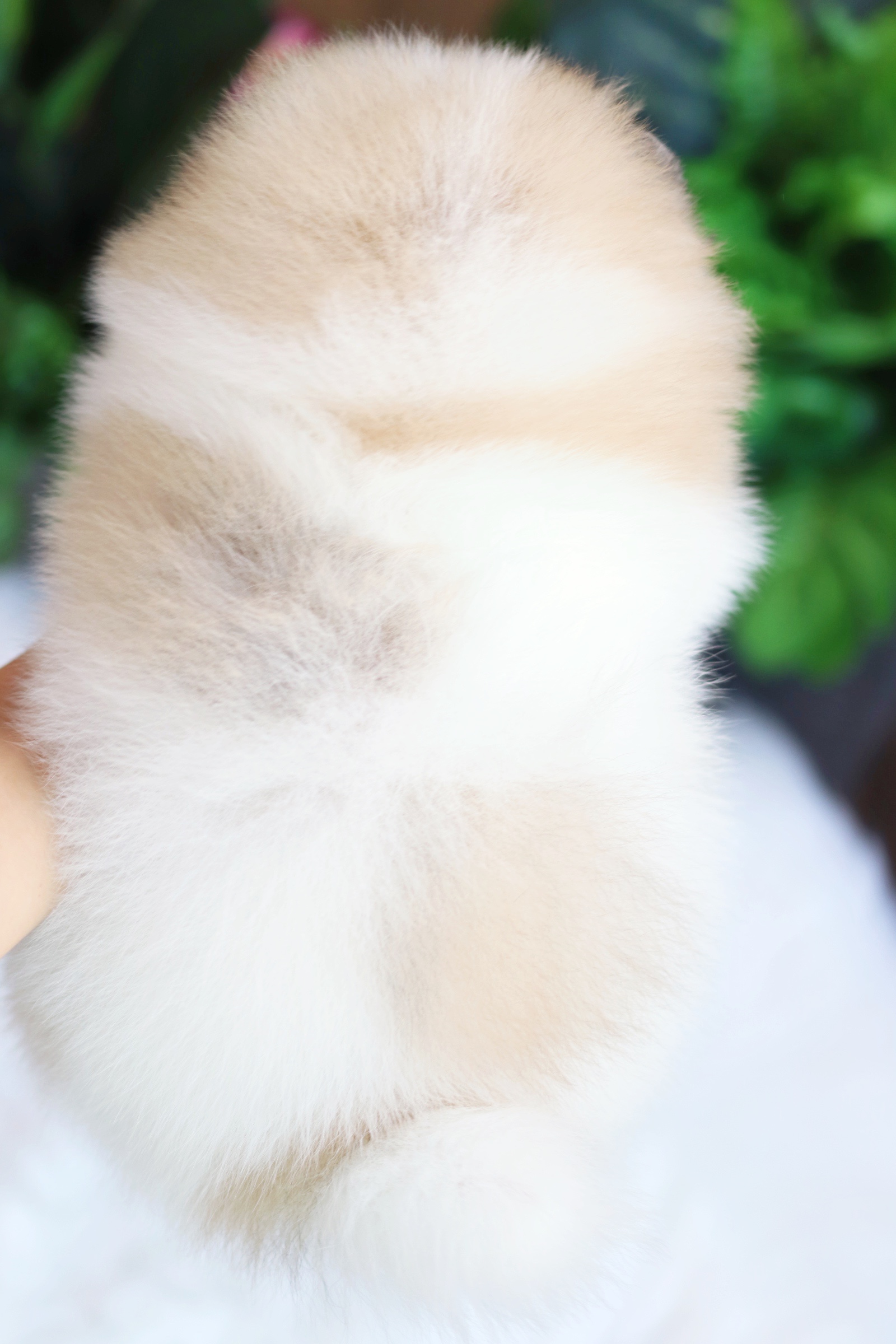 ปอมเมอเรเนียน เพศเมียสีแฟนซี