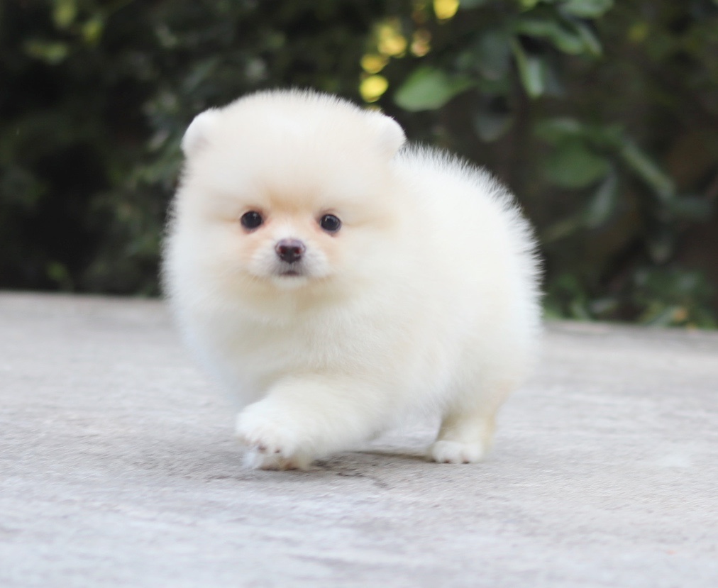 ปอมเมอเรเนียน เพศเมีย สีครีม