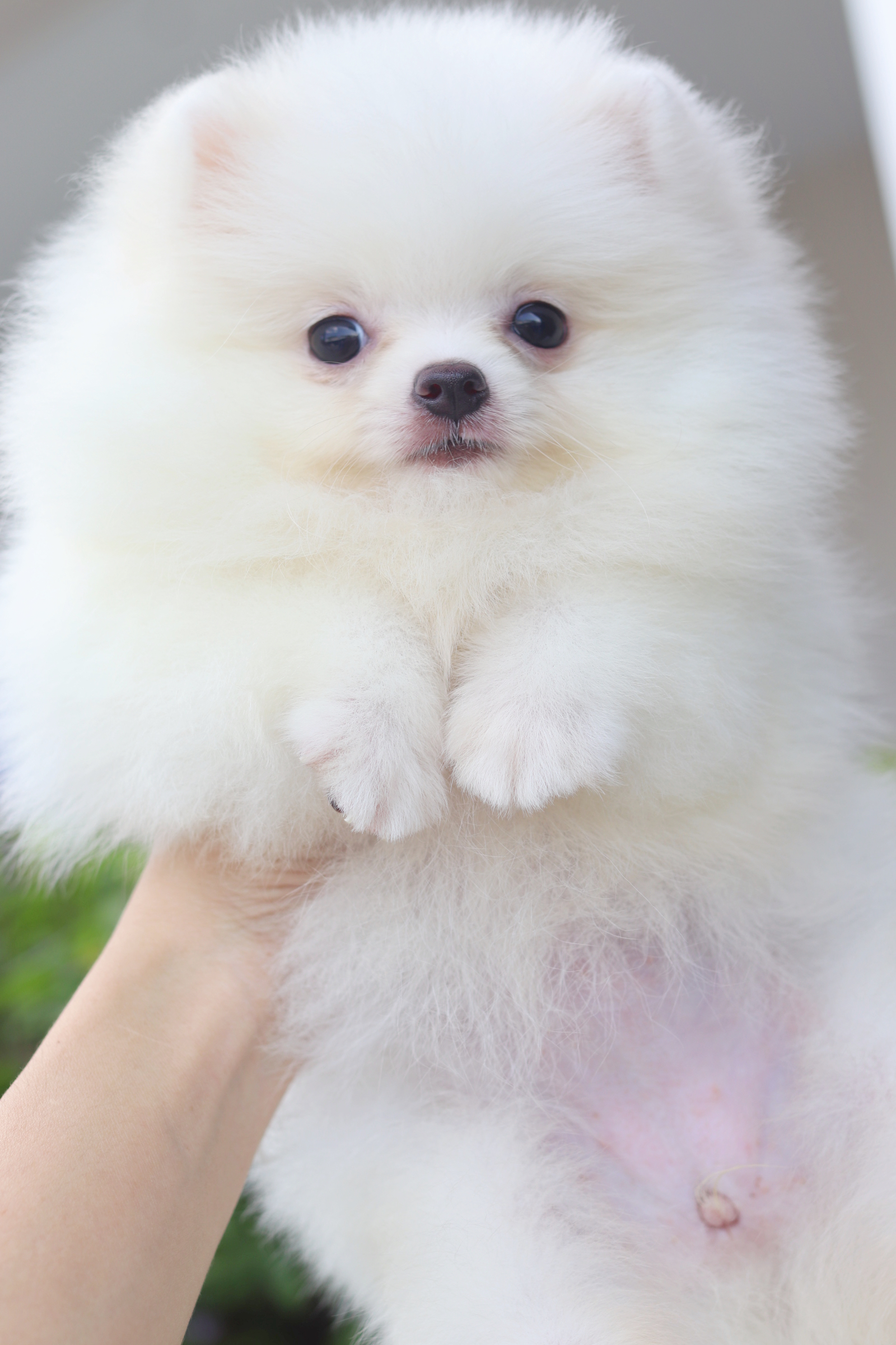 ปอมเมอเรเนียน เพศเมียสีขาวครีม