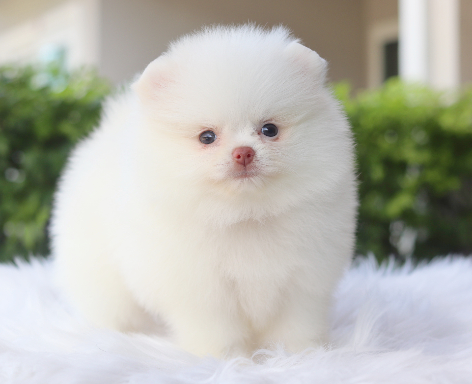 ปอมเมอเรเนียน เพศเมียสีขาว