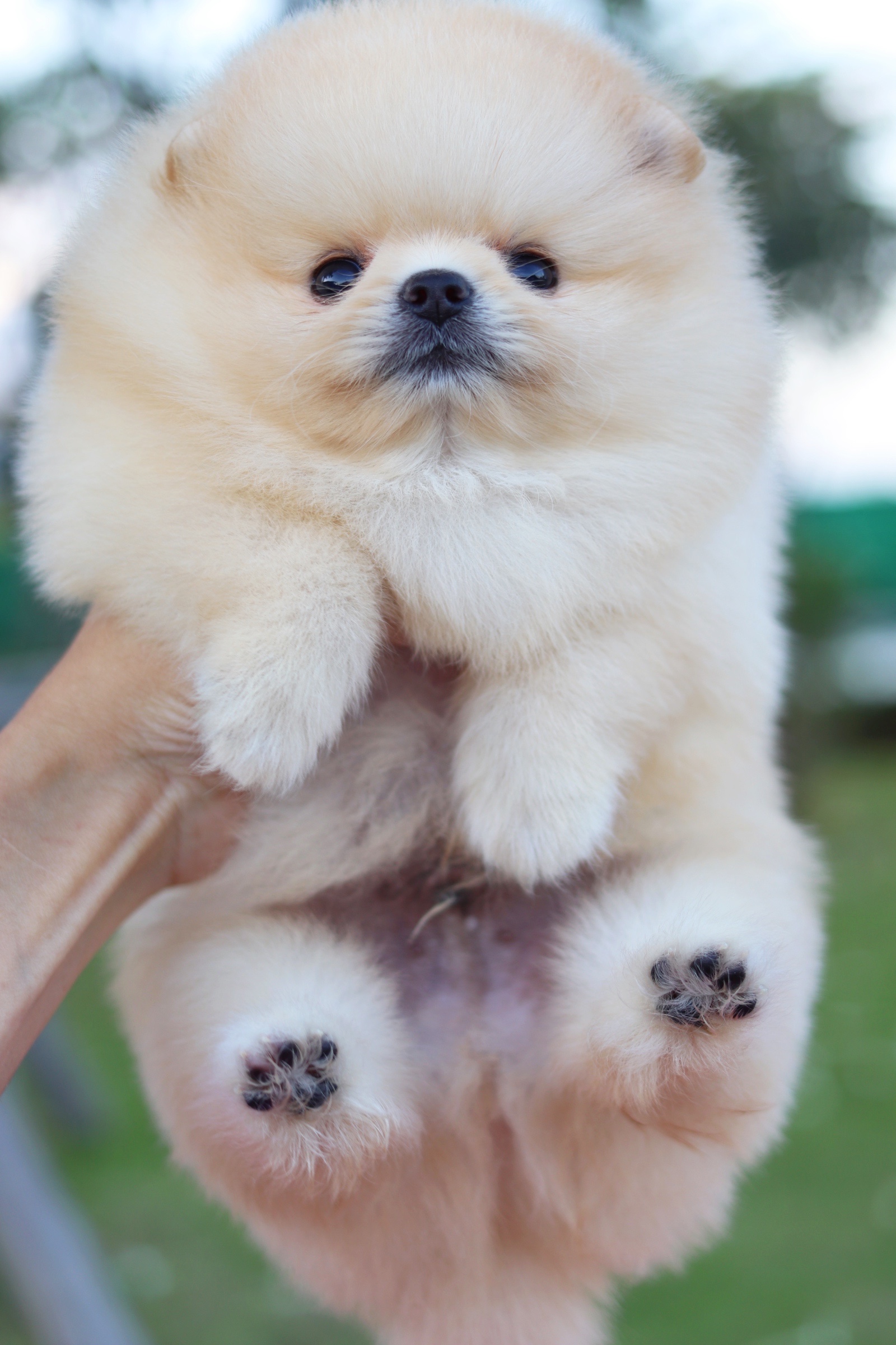 ปอมเมอเรเนียน เพศผู้ สีครีม เกรดโชว์