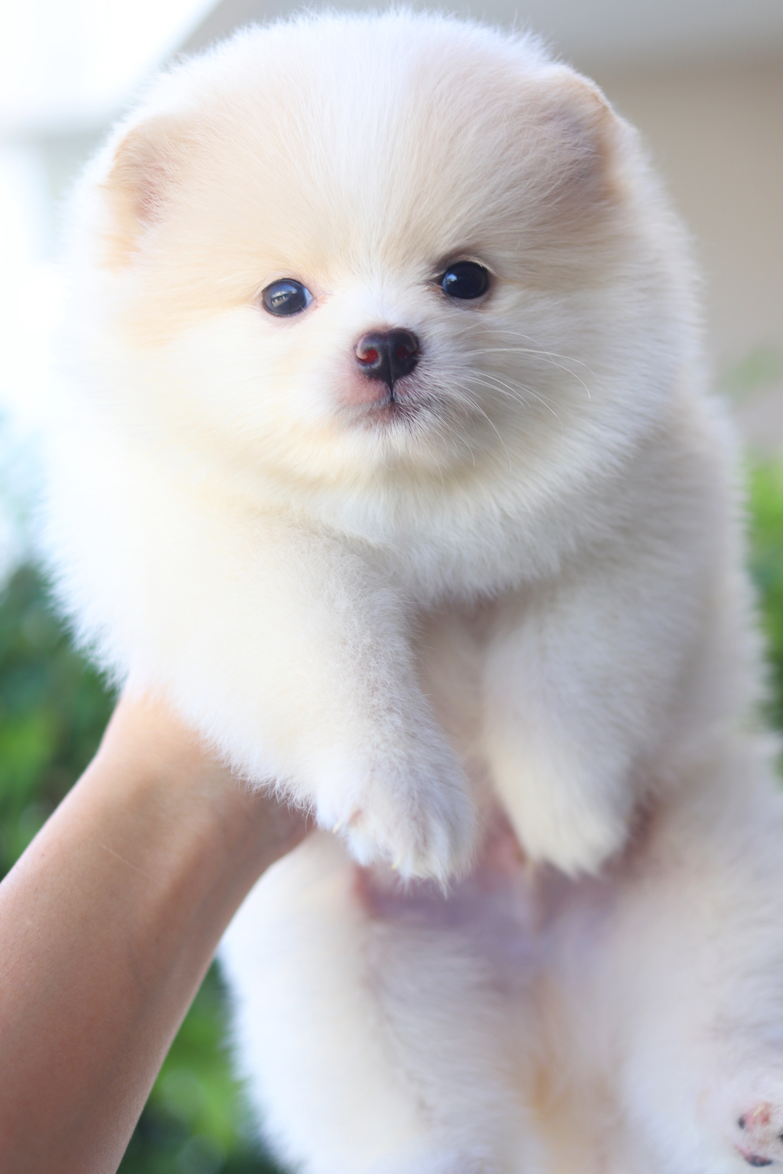 ปอมเมอเรเนียน เพศผู้สีครีม