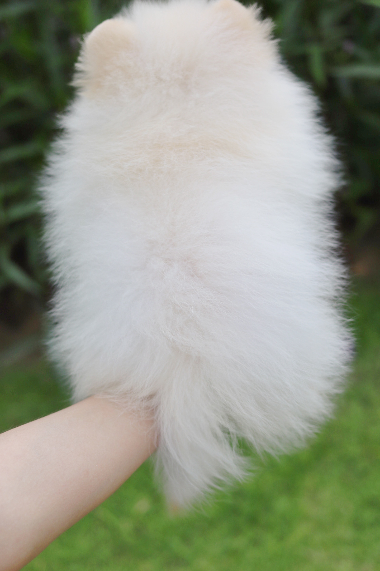 ปอมเมอเรเนียน เพศผู้ สีขาวครีม