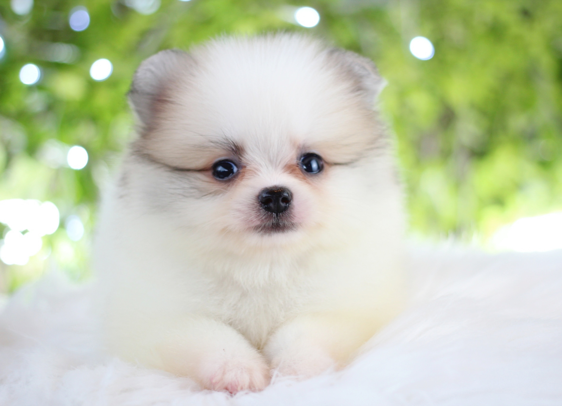 ปอมเมอเรเนียน เพศเมียสีแฟนซี