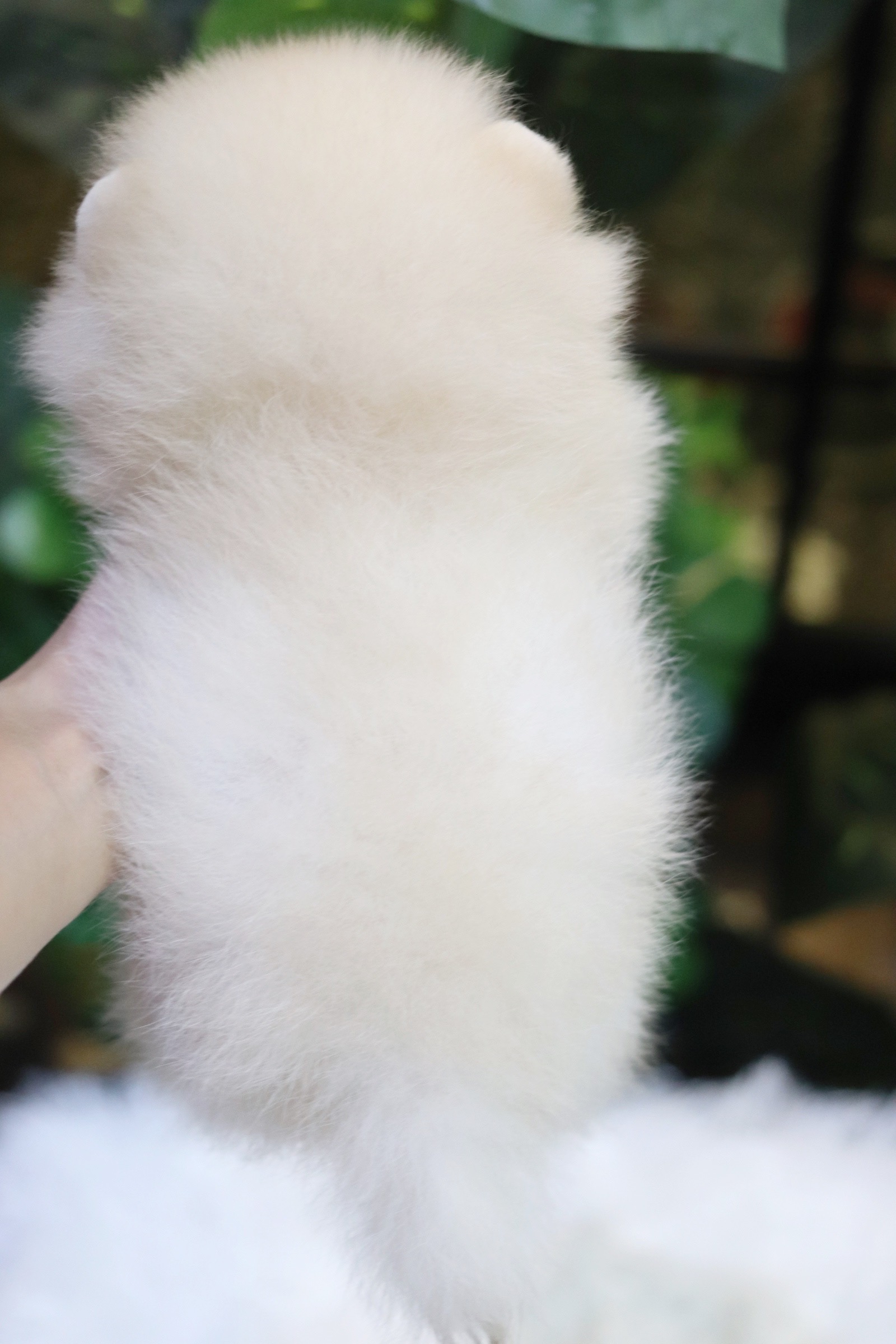 ปอมเมอเรเนียน เพศผู้ขาวครีม