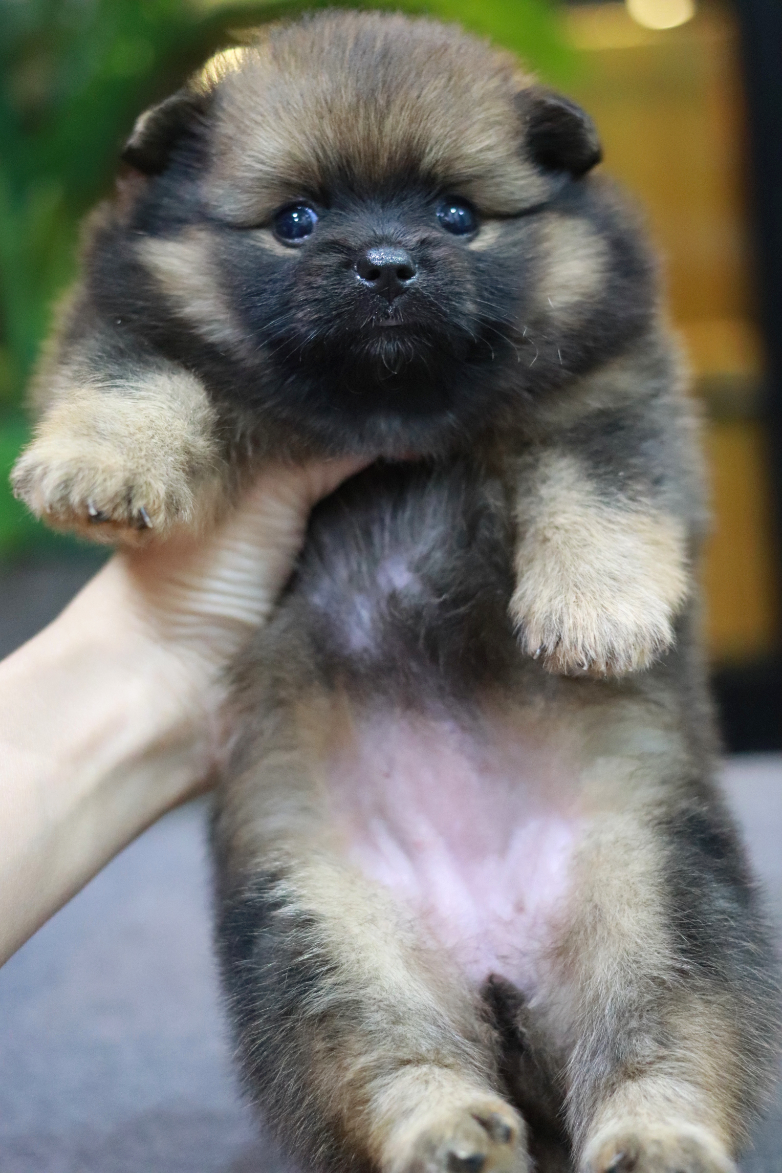 ปอมเมอเรเนียน เพศเมีย