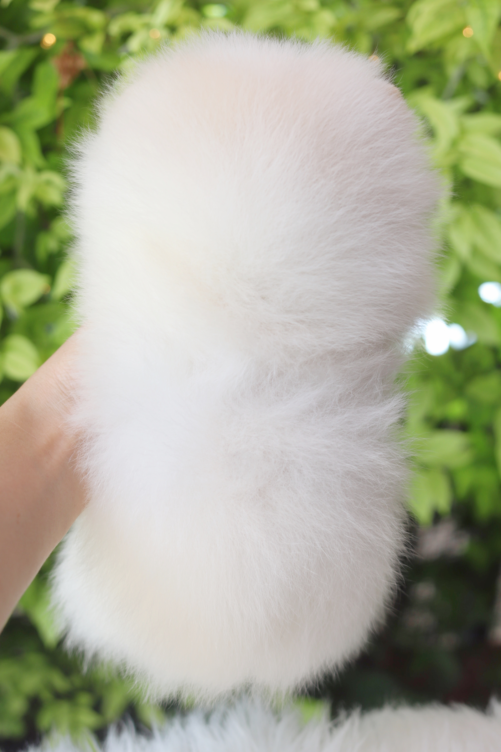 ปอมเมอเรเนียน เพศผู้สีขาวครีมเกรดโชว์