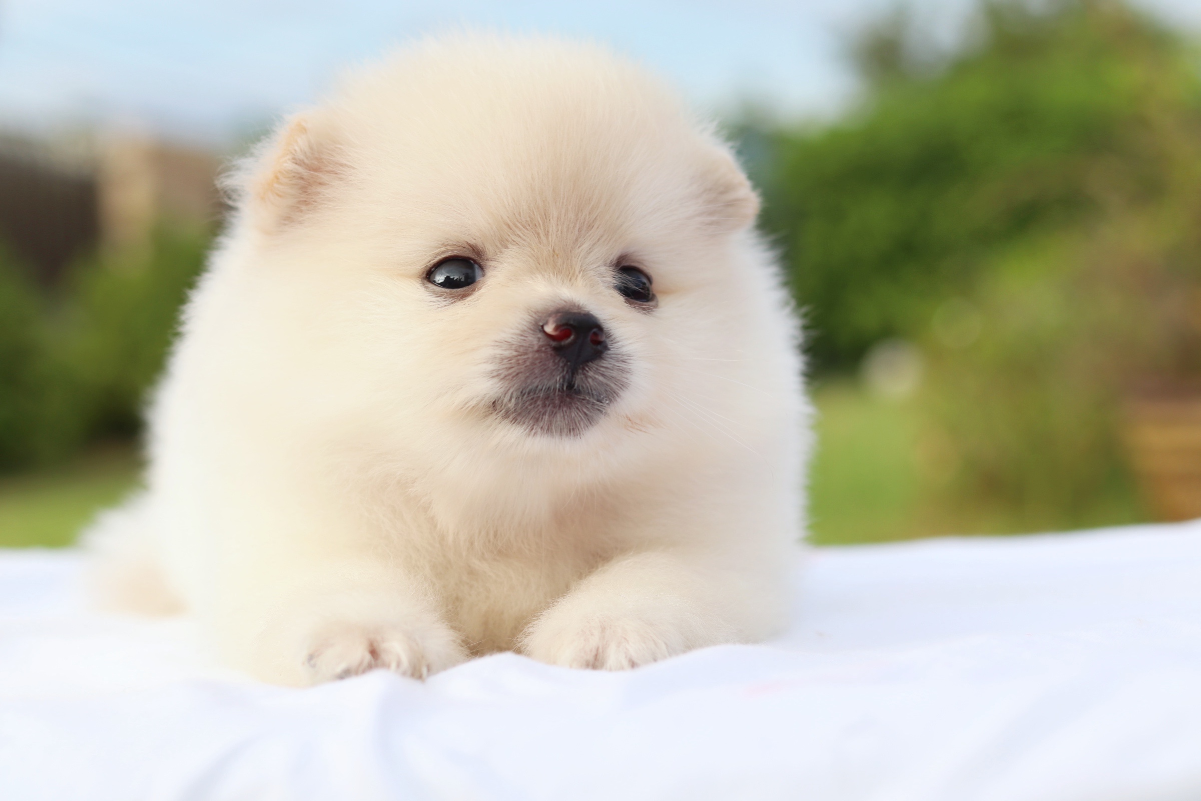 ปอมเมอเรเนียน เพศเมียสีขาวครีม