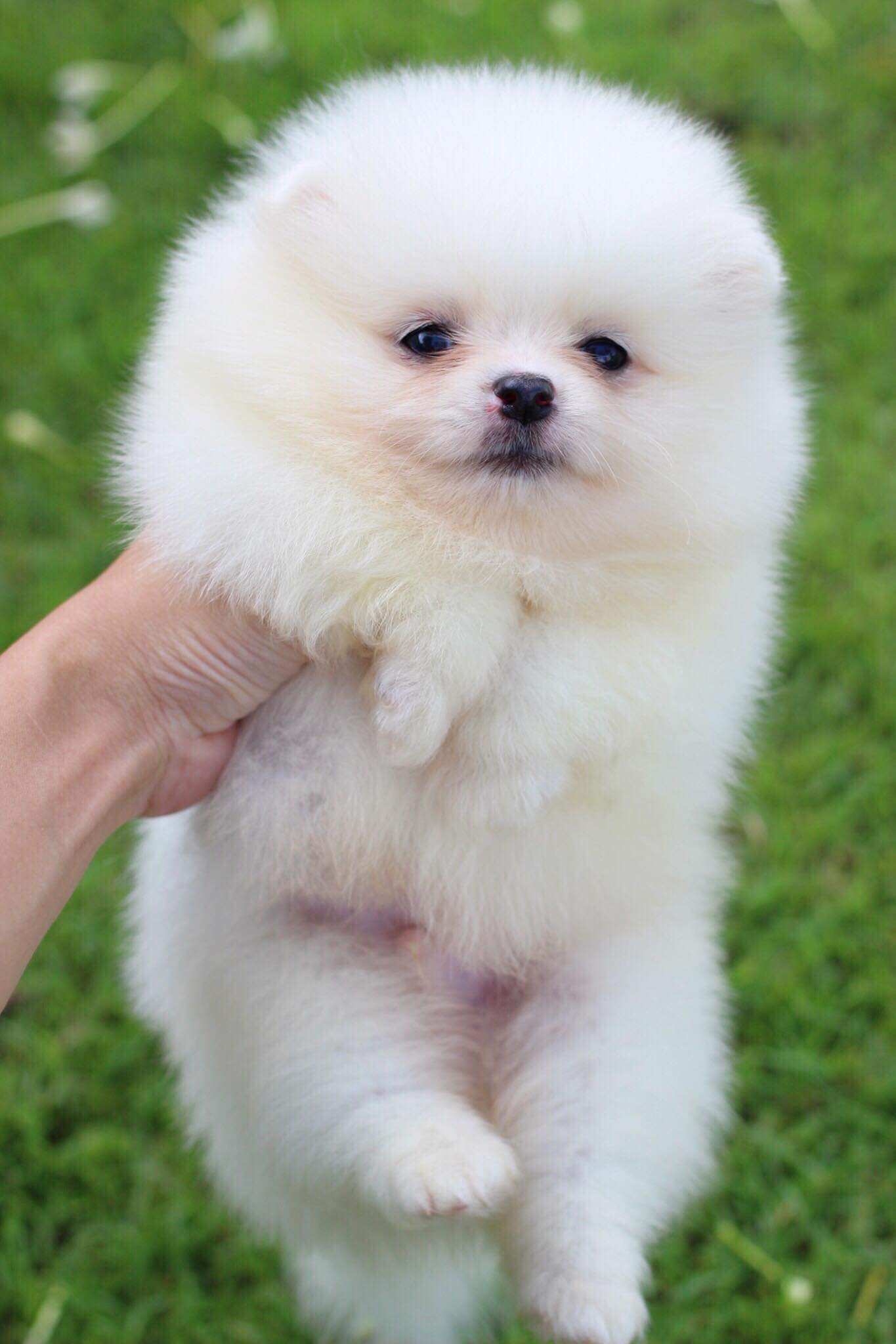 ปอมเมอเรเนียน เพศผู้