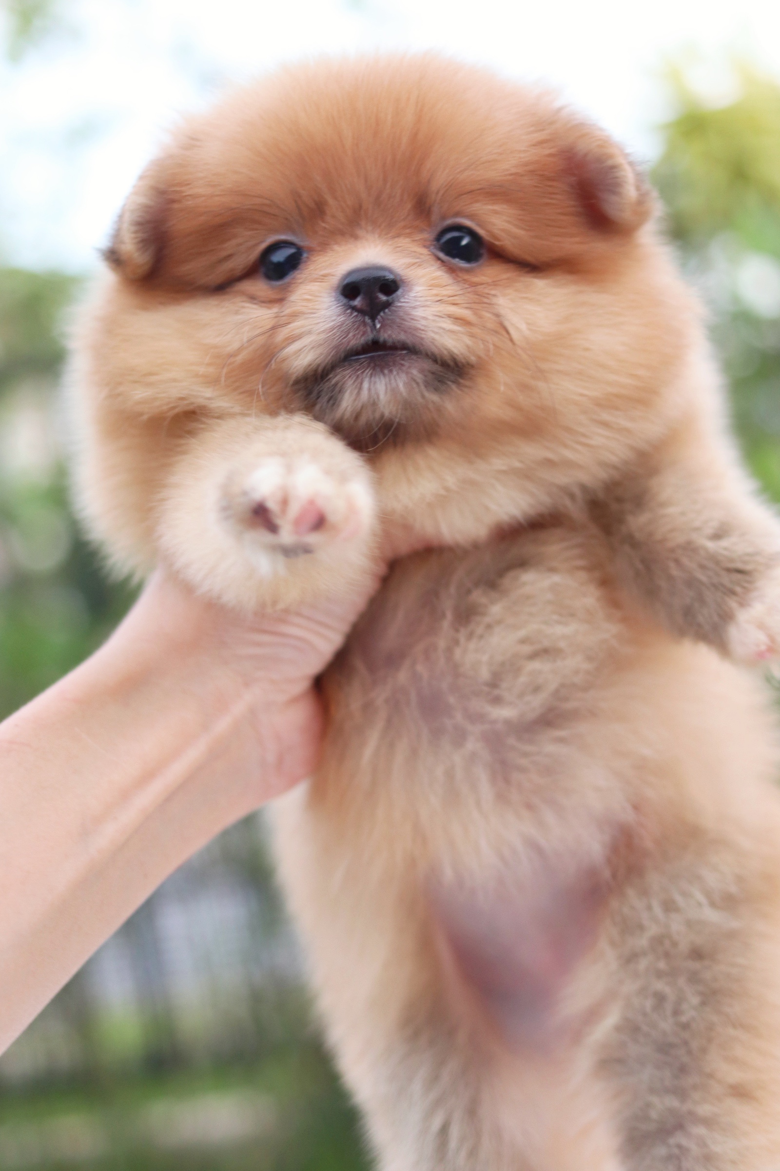 ปอมเมอเรเนียน เพศเมียสีส้ม