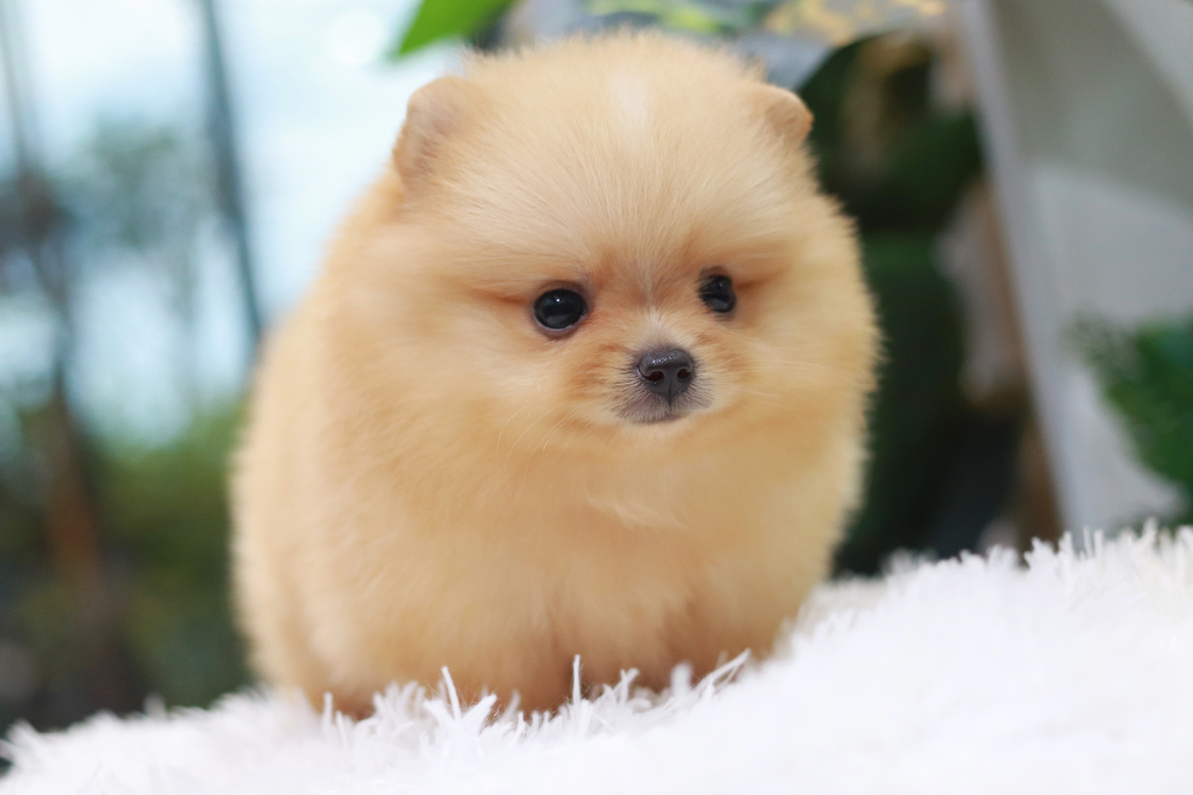 ปอมเมอเรเนียน เพศผู้ สีครีม