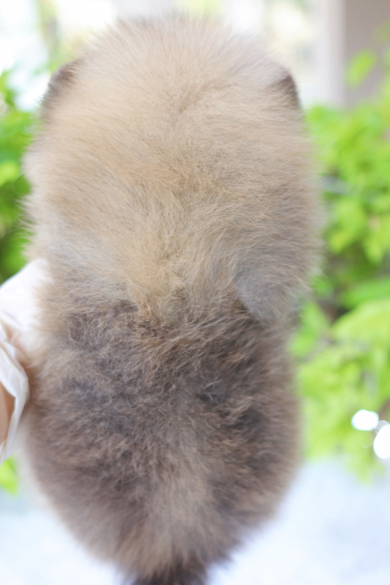 ปอมเมอเรเนียน เพศผู้สีส้ม