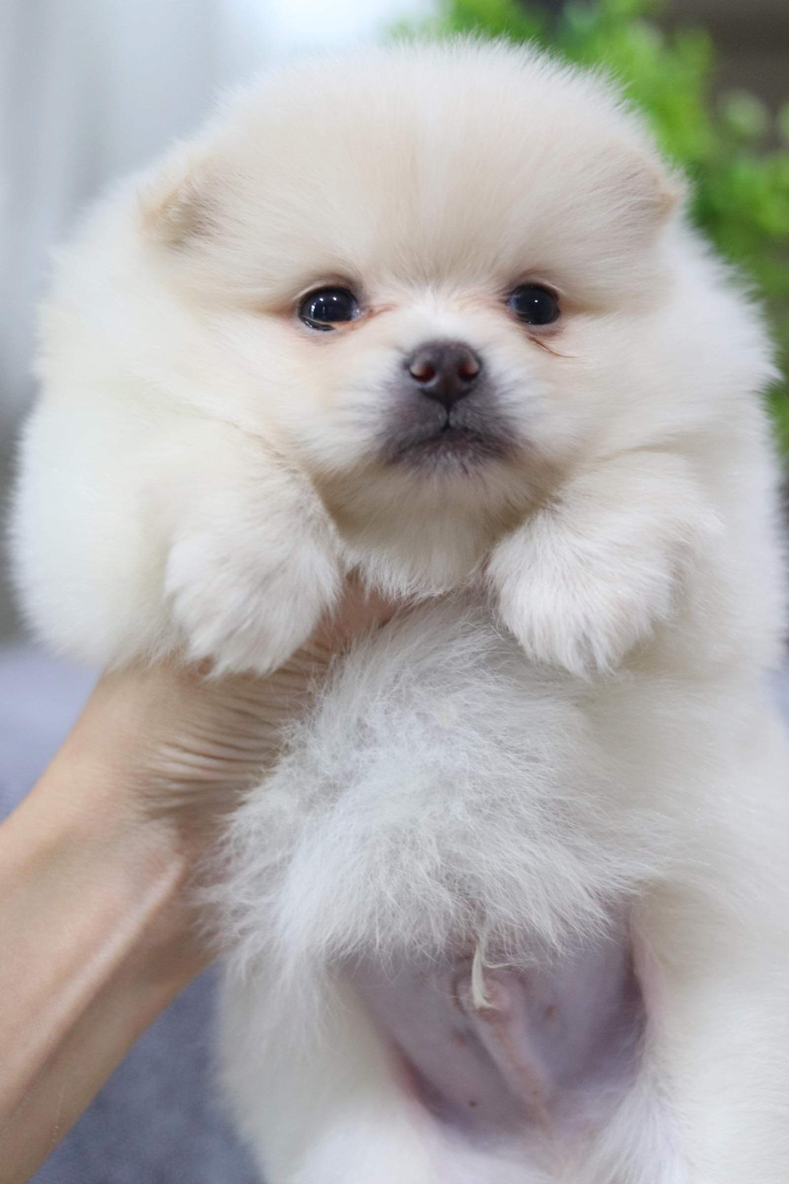 ปอมเมอเรเนียน เพศผู้