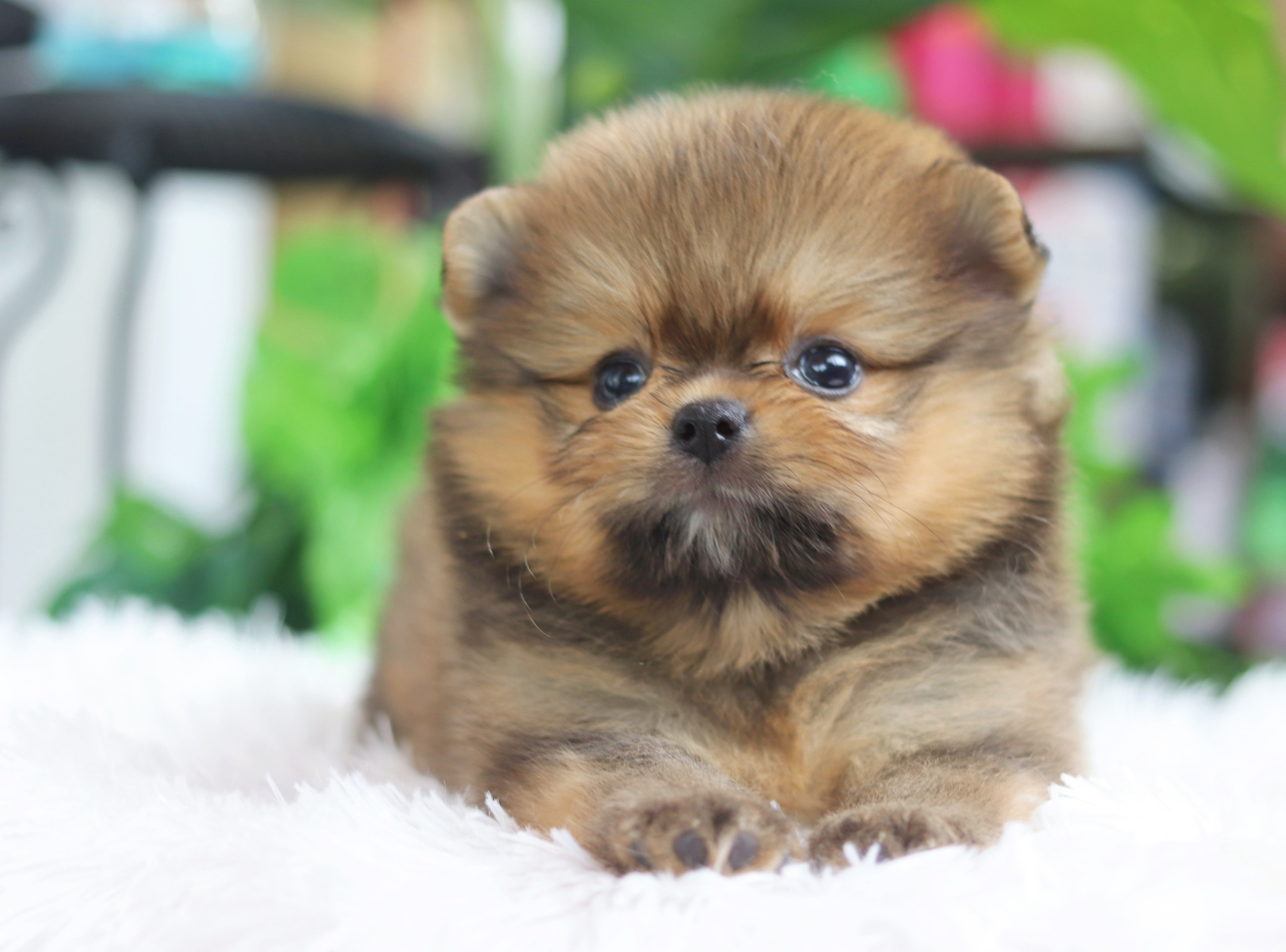 ปอมเมอเรเนียน เพศผู้สีส้ม