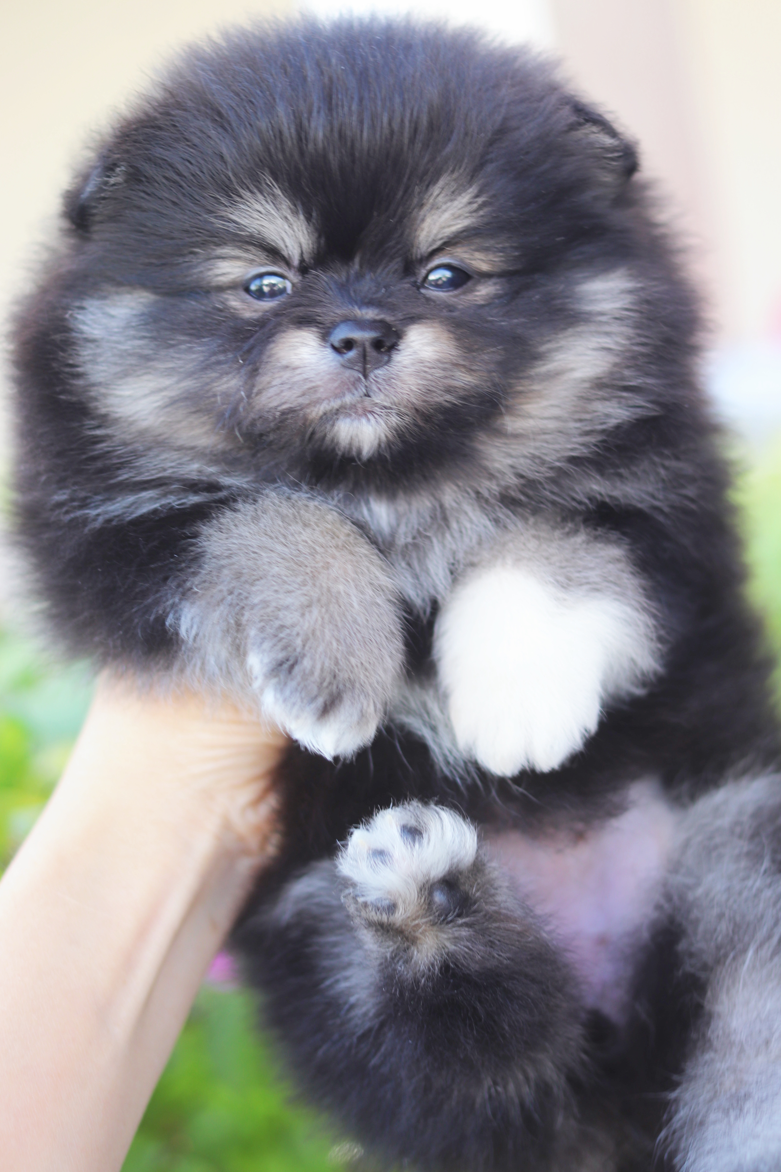 ปอมเมอเรเนียน เพศเมียสีแบล็คแทน