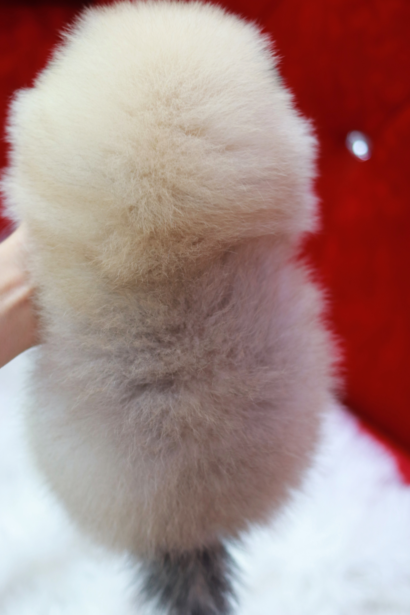 ปอมเมอเรเนียน เพศเมีย สีฟางข้าว ขนแน่นเกรดโชว์