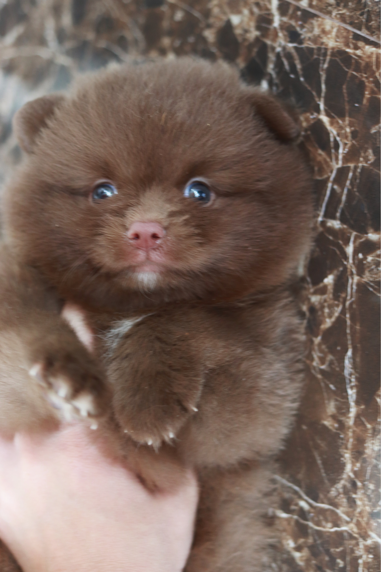 ปอมเมอเรเนียน เพศผู้ สีช็อค