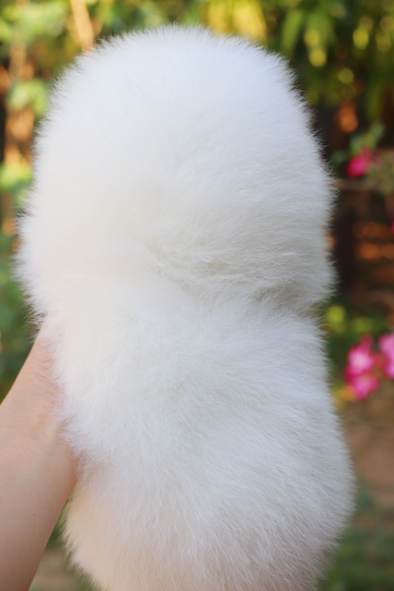 ปอมเมอเรเนียน เพศผู้ สีขาวครีม เกรดโชว์