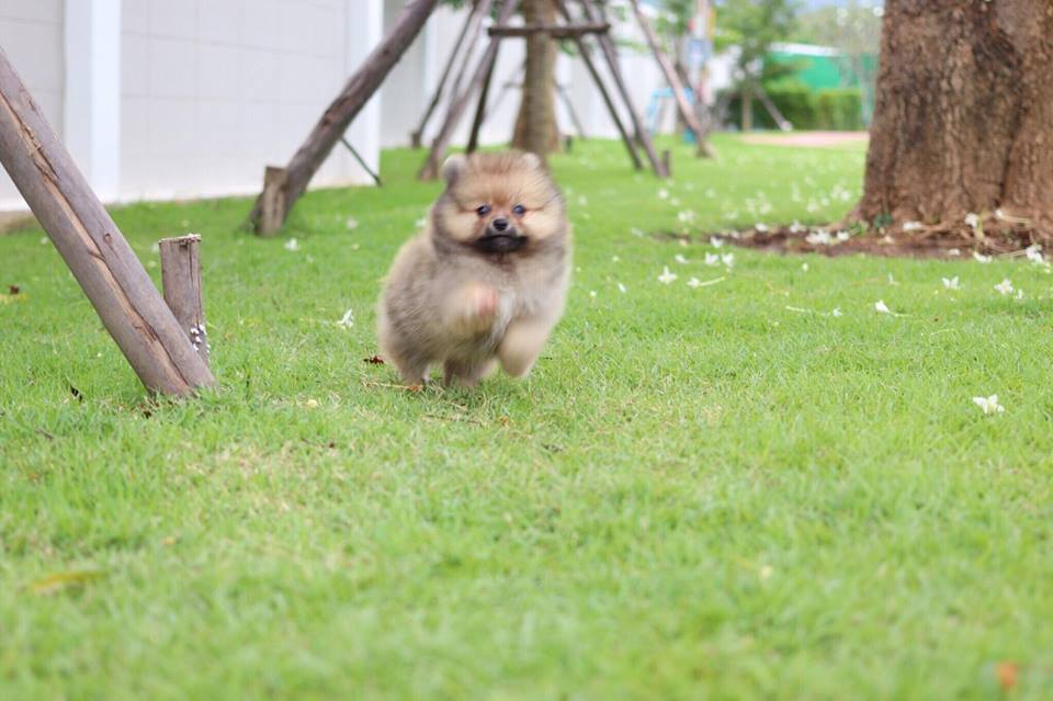 ปอมเมอเรเนียน เพศผู้