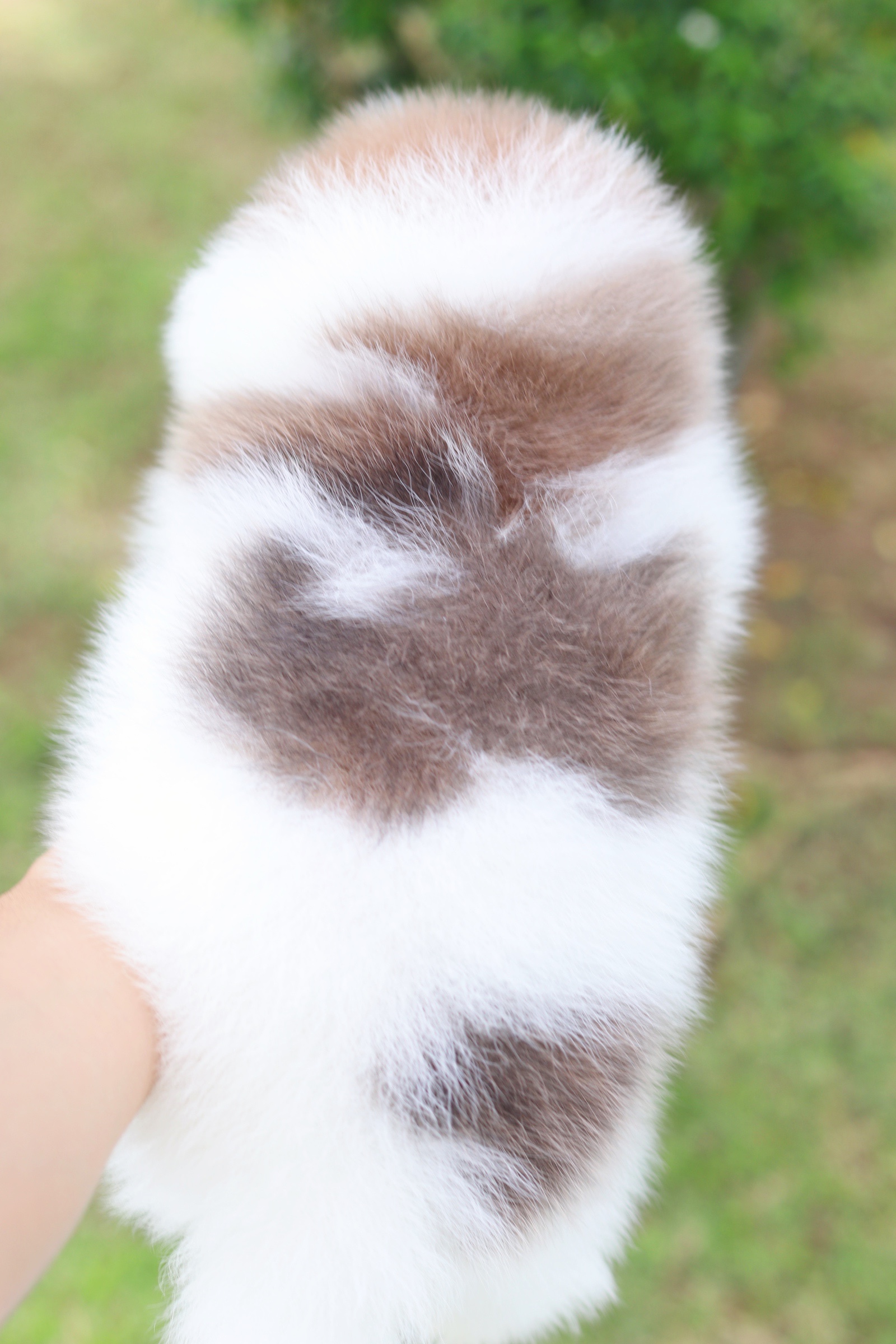 ปอมเมอเรเนียน เพศผู้ สีแฟนซี