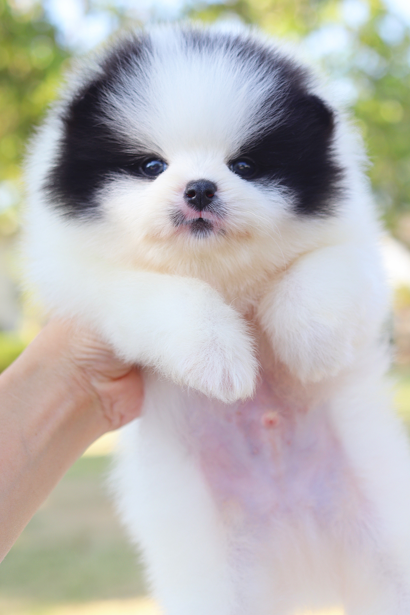 ปอมเมอเรเนียน เพศผู้ สีแฟนซี