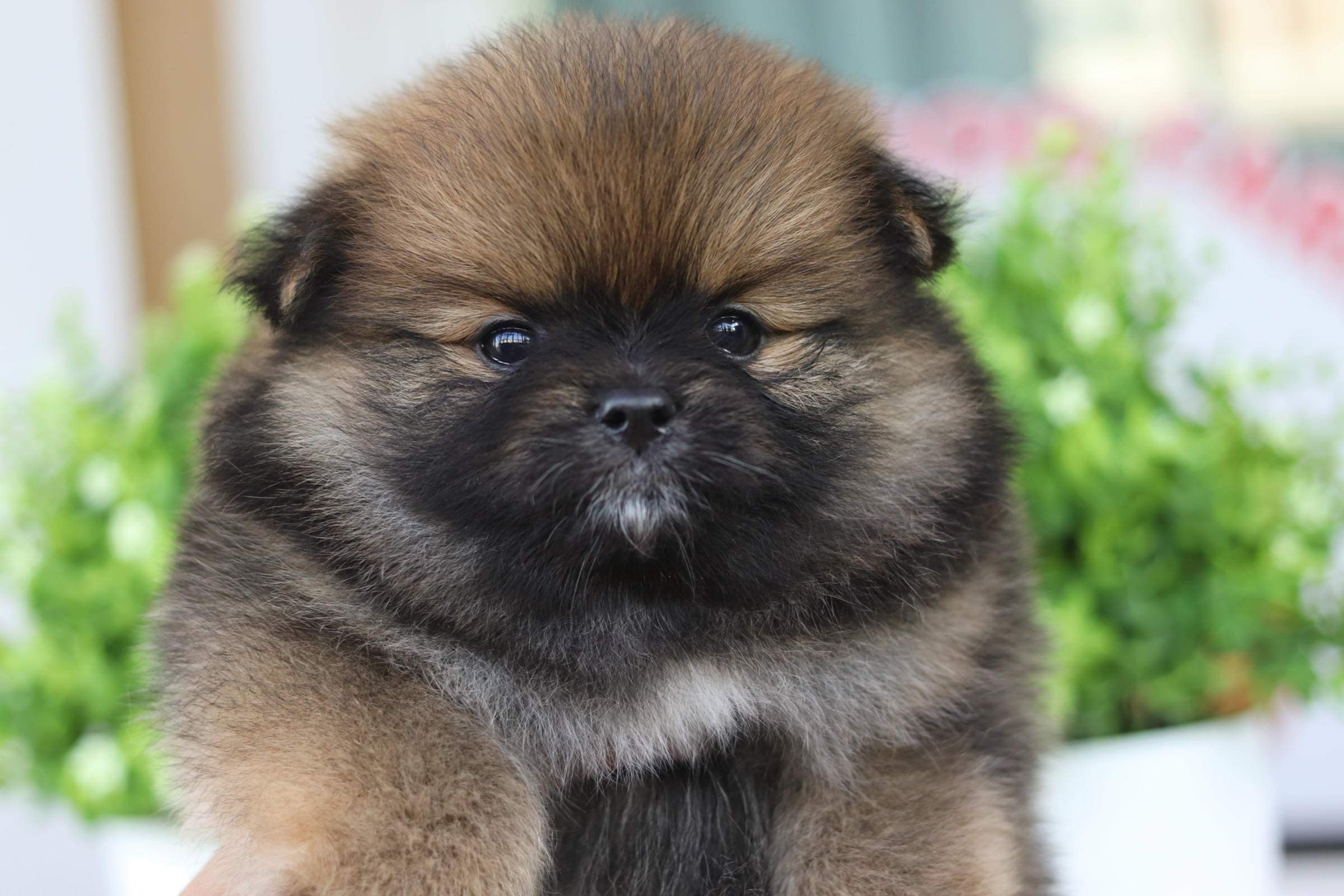 ปอมเมอเรเนียน เพศเมีย