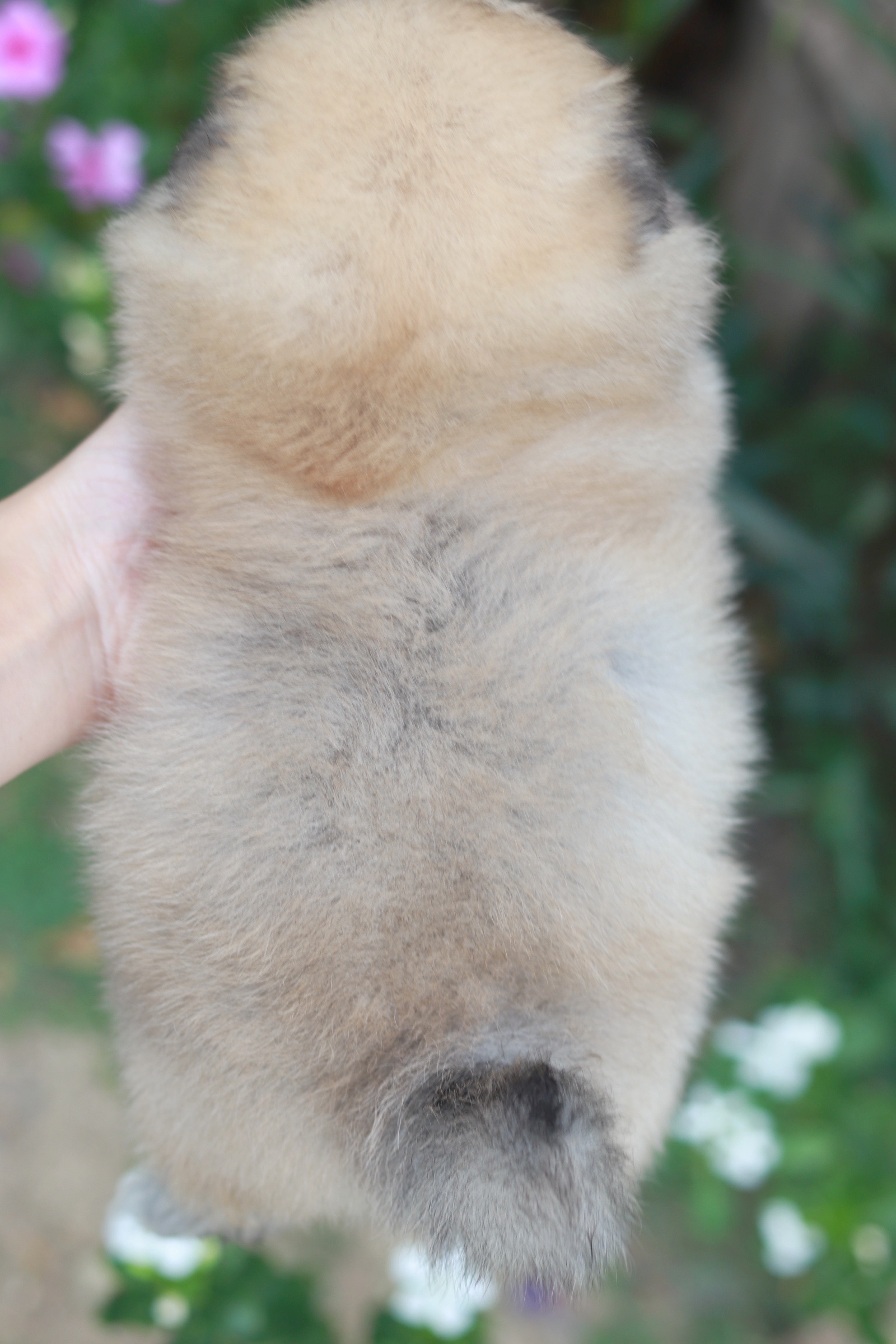 ปอมเมอเรเนียน เพศเมียสีส้ม