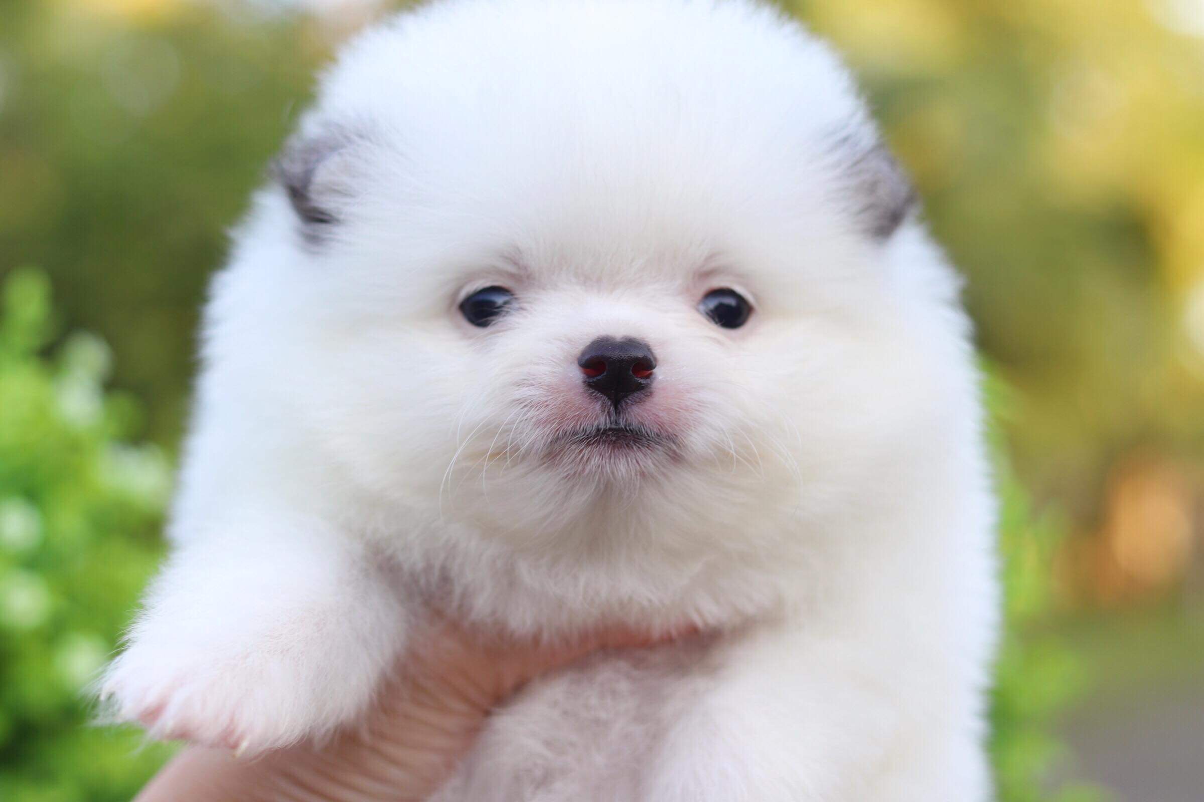 ปอมเมอเรเนียน เพศผู้