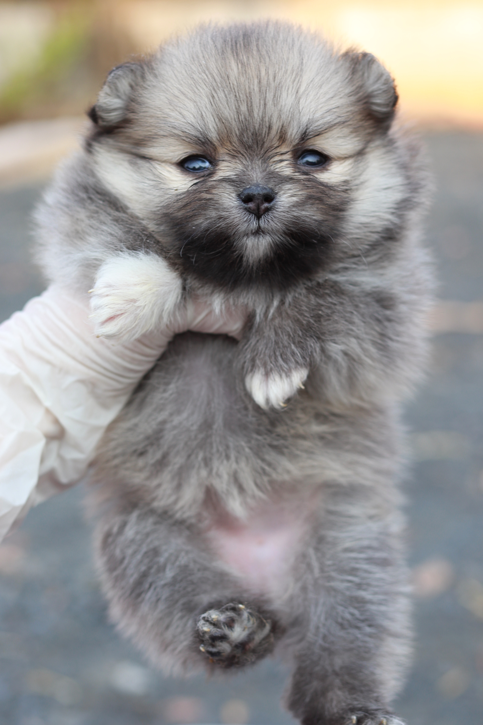 ปอมเมอเรเนียน เพศเมีย