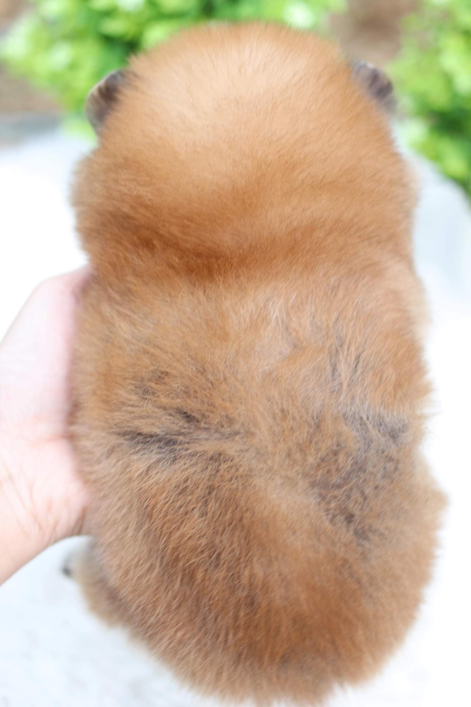 ปอมเมอเรเนียน เพศเมีย