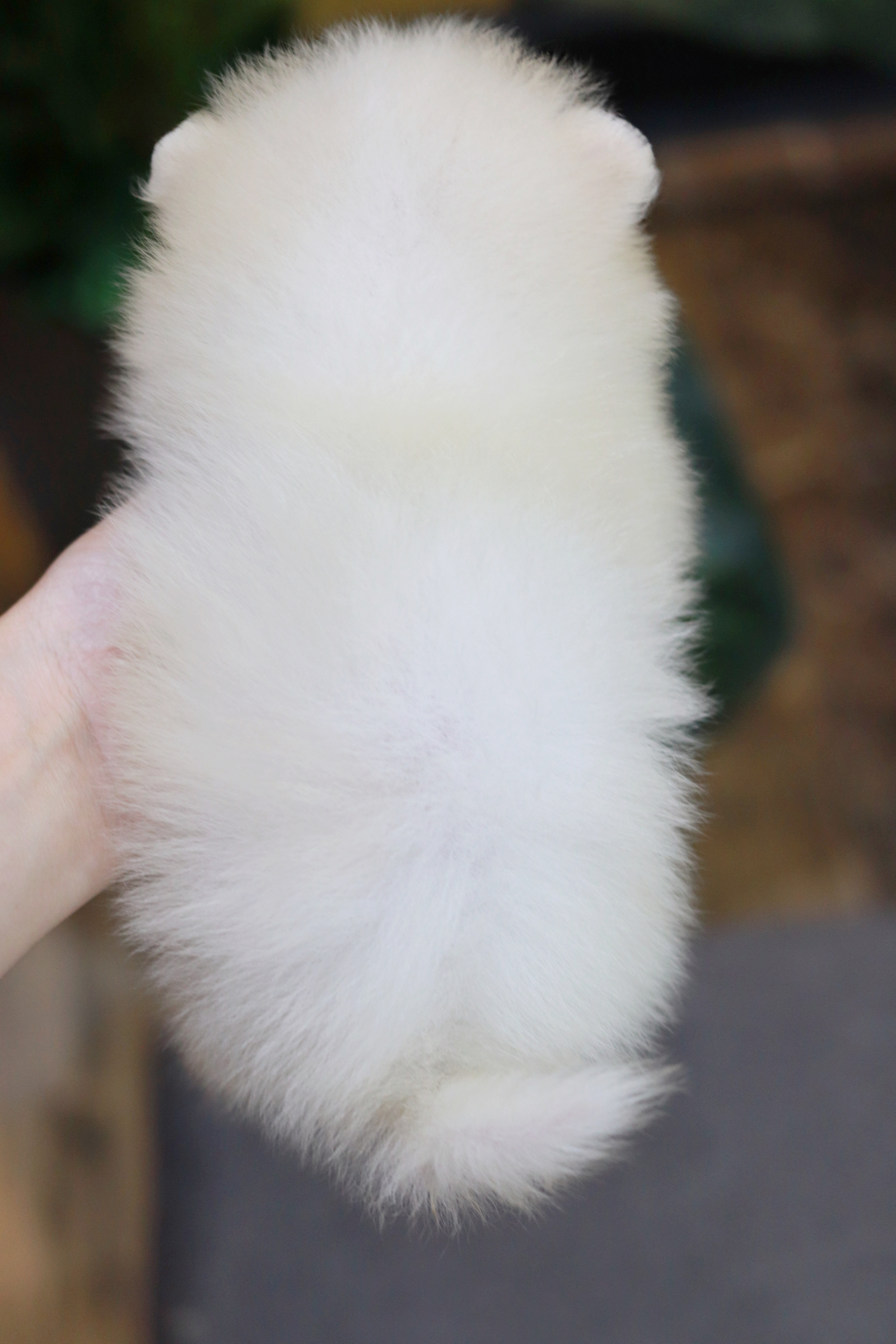 ปอมเมอเรเนียน เพศเมีย ไซส์เล็ก