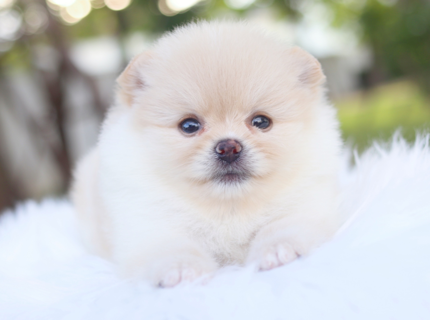 ปอมเมอเรเนียน เพศผู้สีครีม