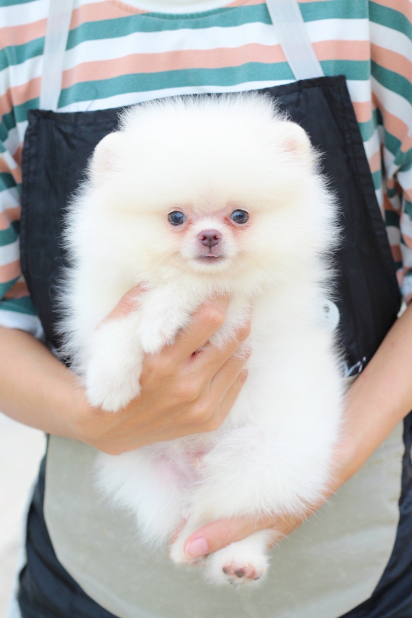 ปอมเมอเรเนียน เพศผู้สีขาวครีม