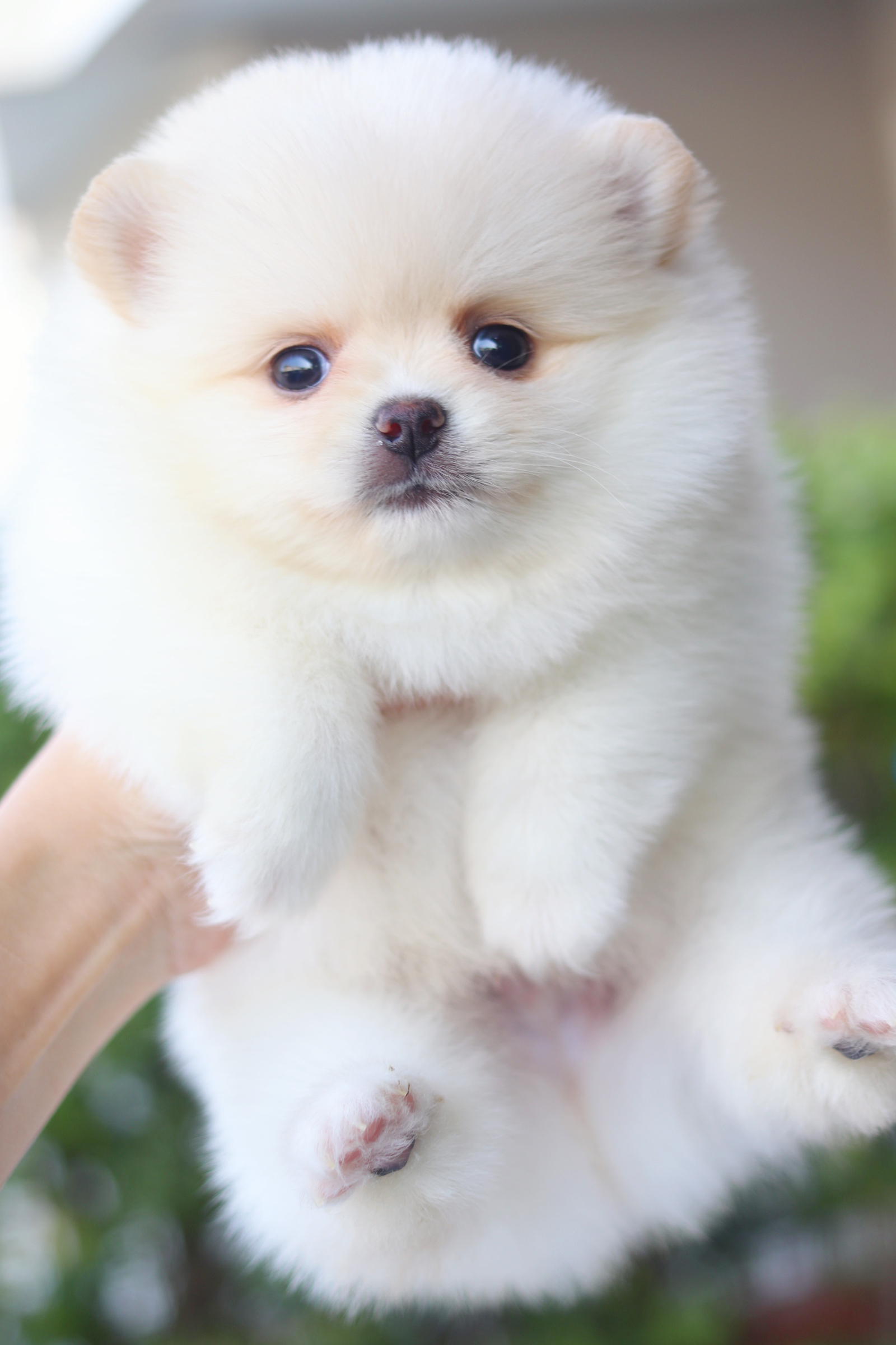 ปอมเมอเรเนียน เพศผู้สีขาวครีม