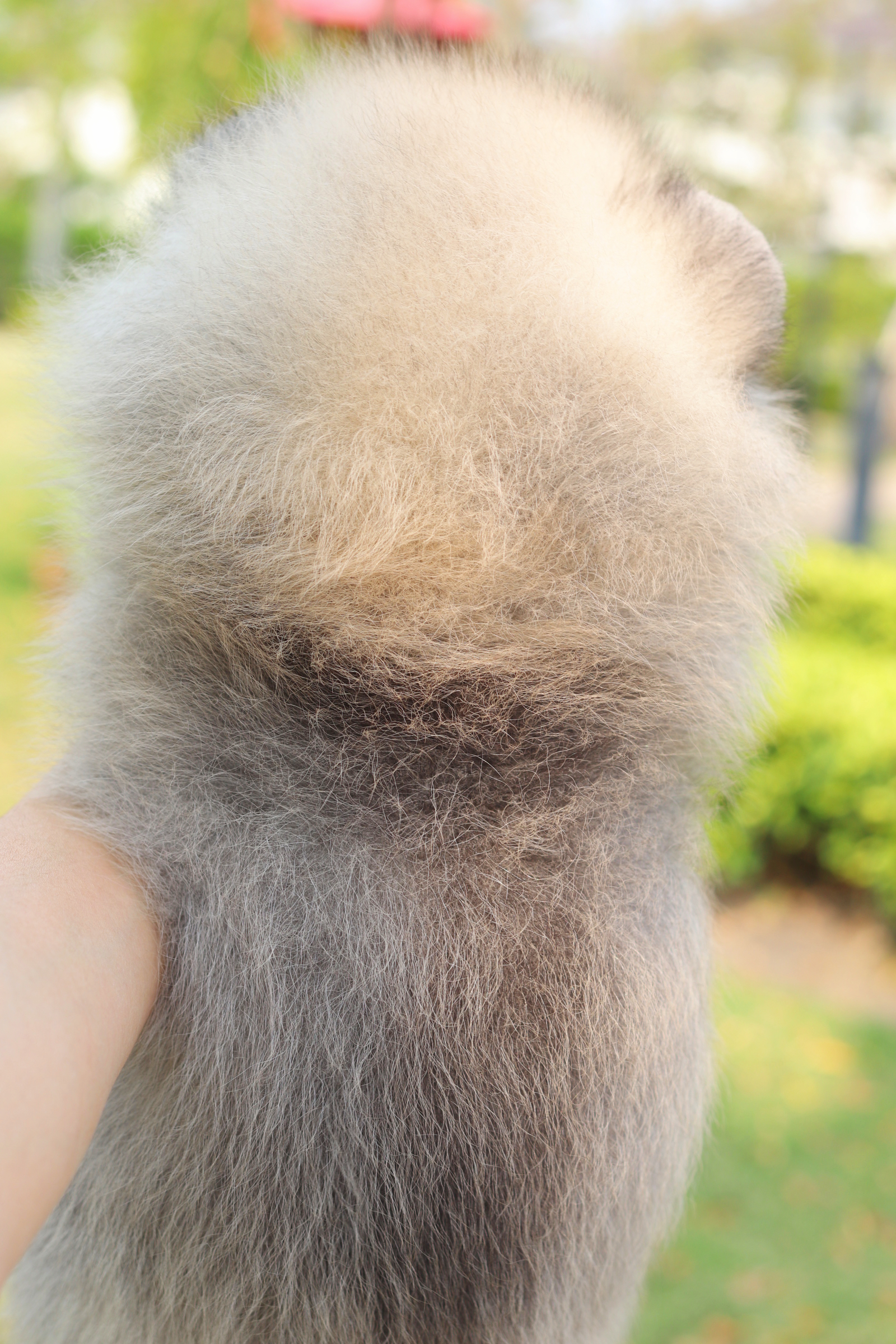 ปอมเมอเรเนียน เพศผู้สีส้มเกรดโชว์