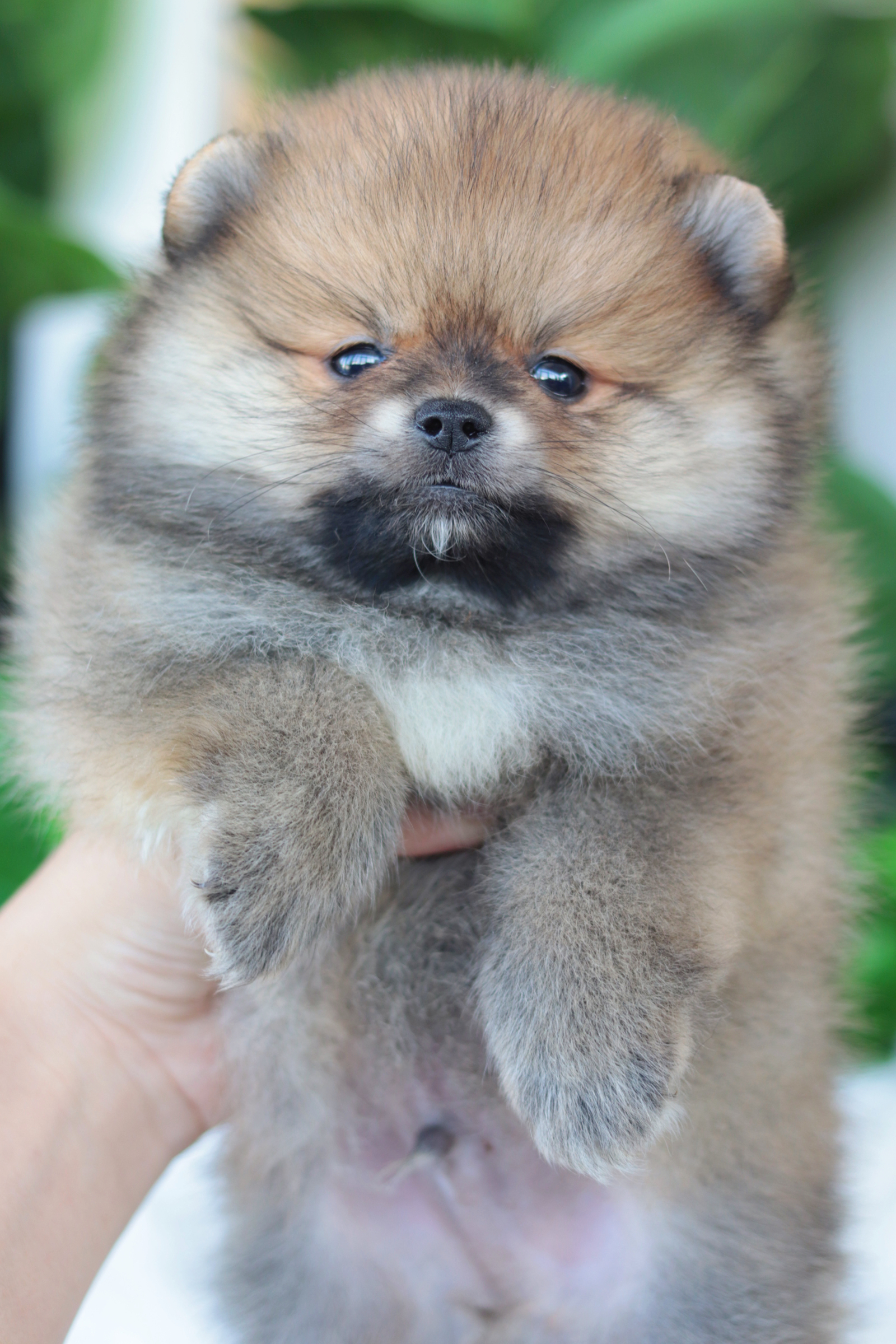 ปอมเมอเรเนียน เพศผู้สีส้ม