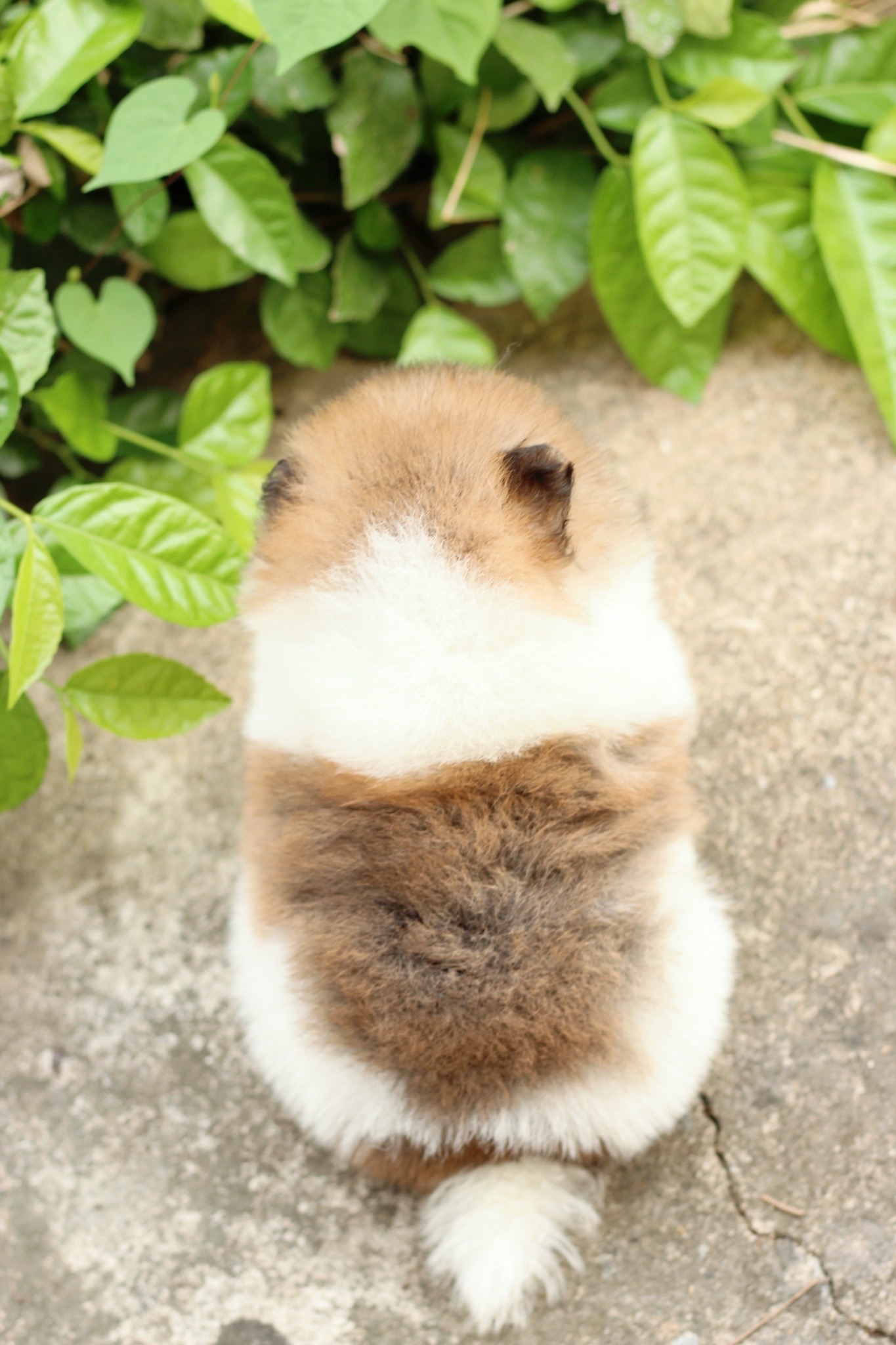 ปอมเมอเรเนียน เพศเมีย แฟนซี