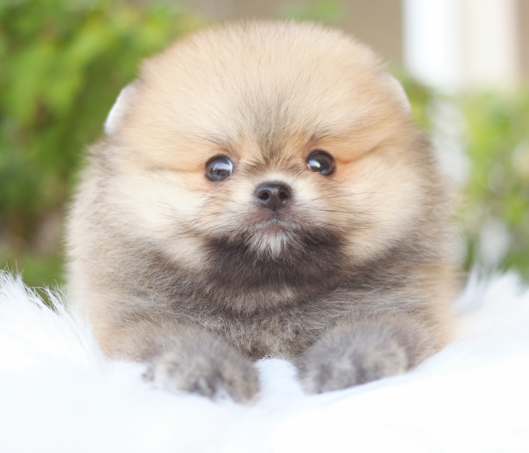 ปอมเมอเรเนียน เพศผู้สีส้ม เกรดโชว์