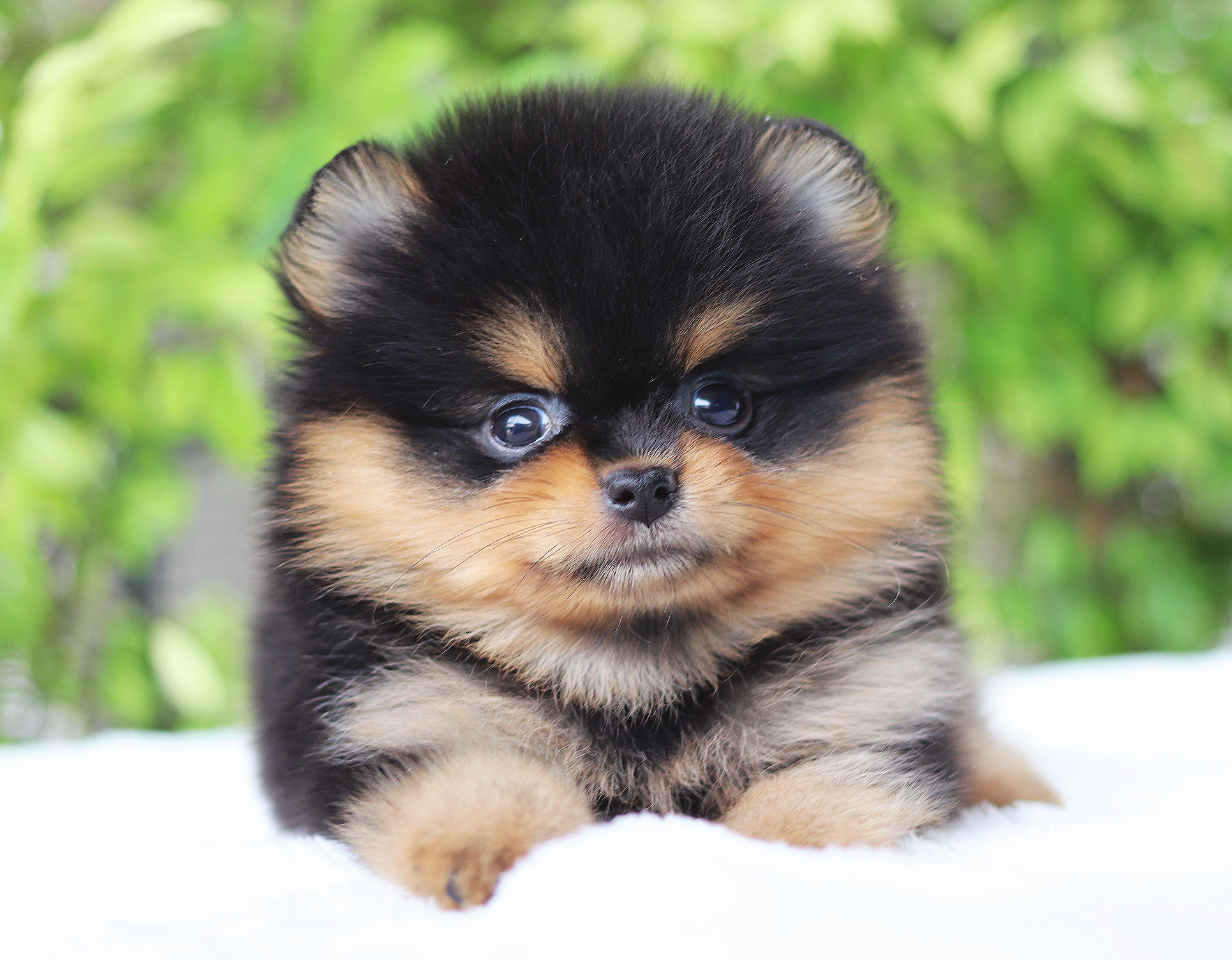 ปอมเมอเรเนียน เพศผู้สีแบล็คแทน เกรดโชว์