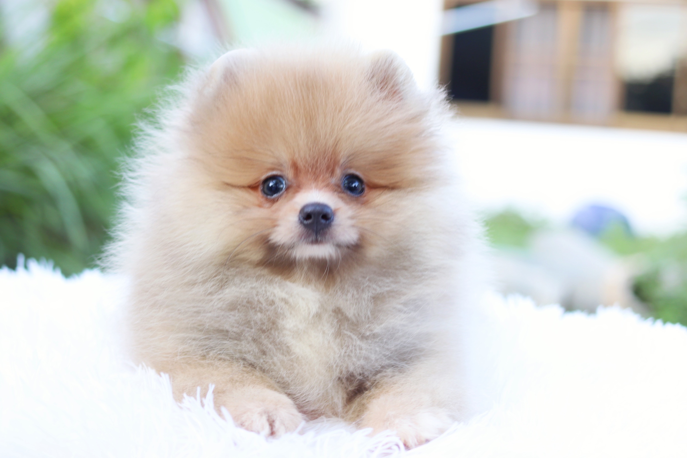 ปอมเมอเรเนียน เพศเมียสีส้ม