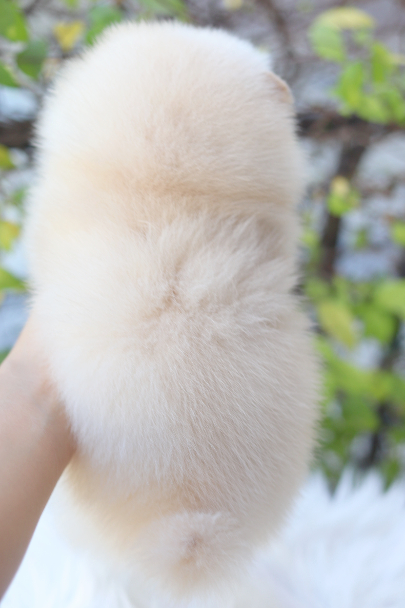 ปอมเมอเรเนียน เพศผู้สีขาวครีม