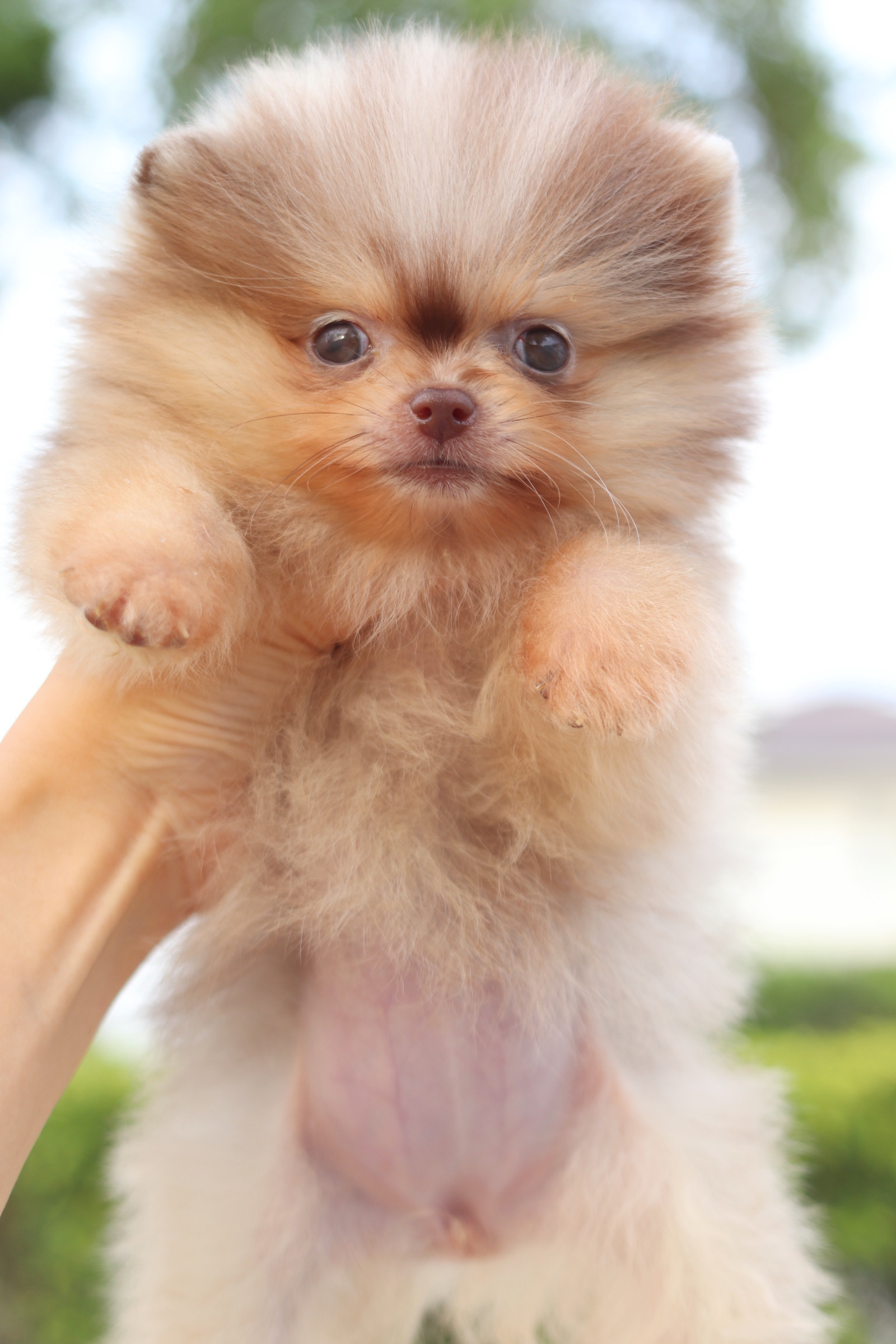 ปอมเมอเรเนียน เพศเมียสีช็อคเมอร์เร่